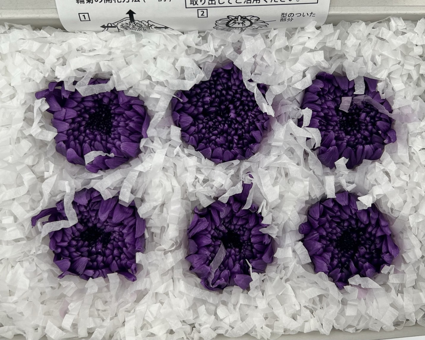 日本不凋輪菊(6朵/盒) 04806-401