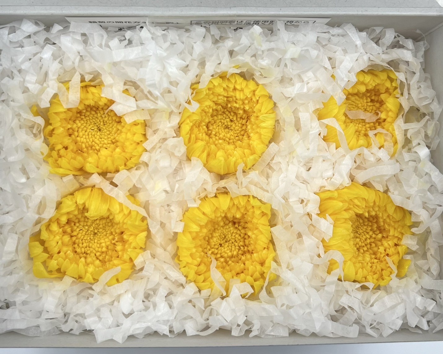 日本不凋輪菊(6朵/盒) 04806-500