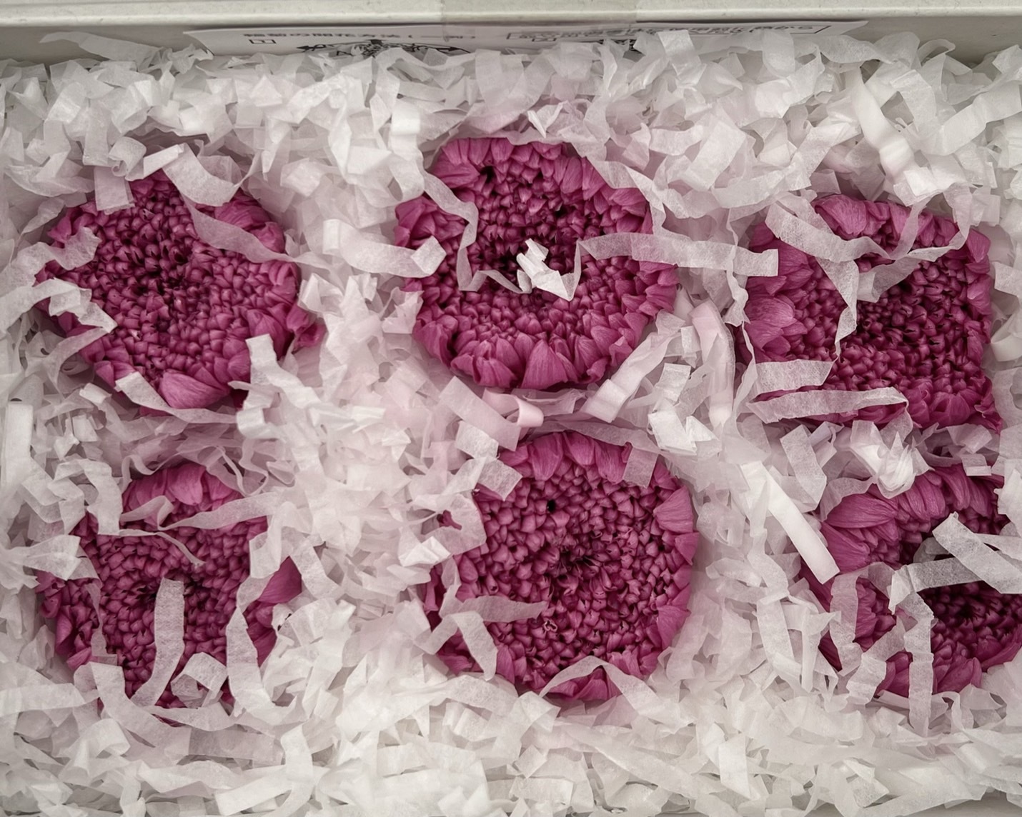 日本不凋輪菊(6朵/盒) 04806-261