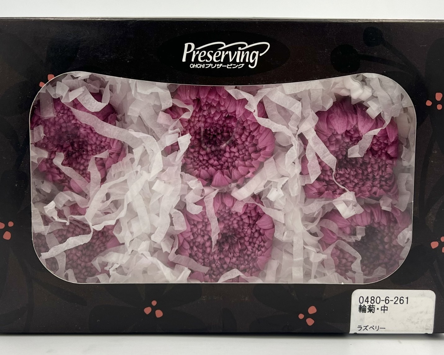 日本不凋輪菊(6朵/盒) 04806-261