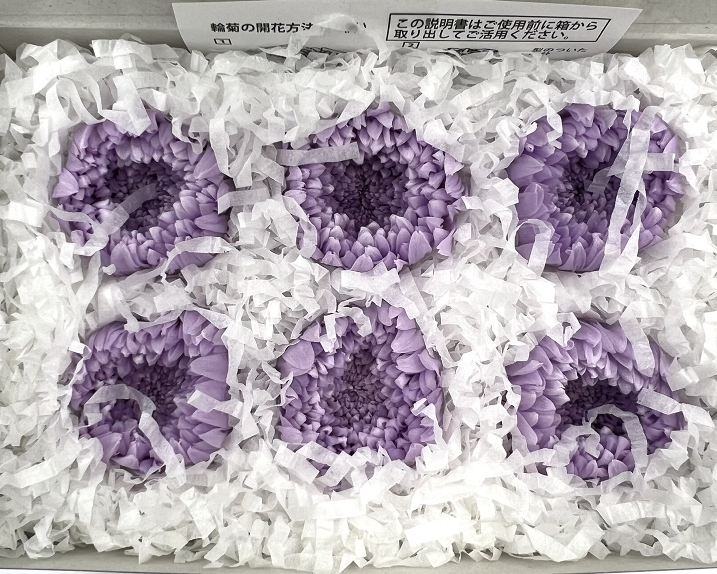 日本不凋輪菊(6朵/盒) 04806-451