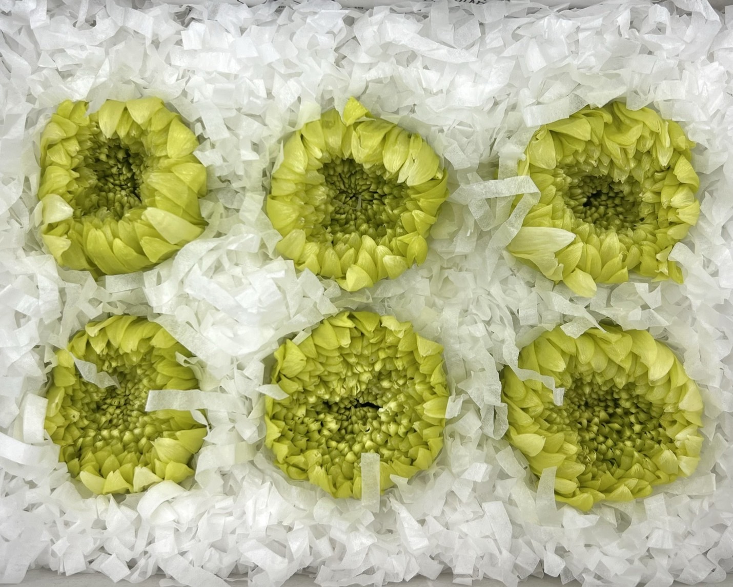 日本不凋輪菊(6朵/盒) 04170-017