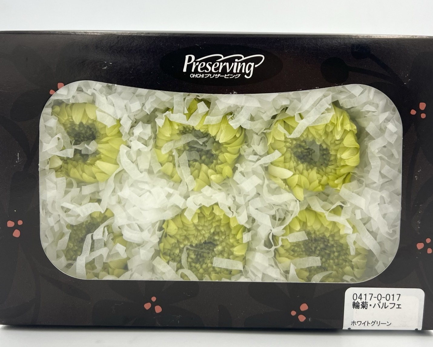 日本不凋輪菊(6朵/盒) 04170-017