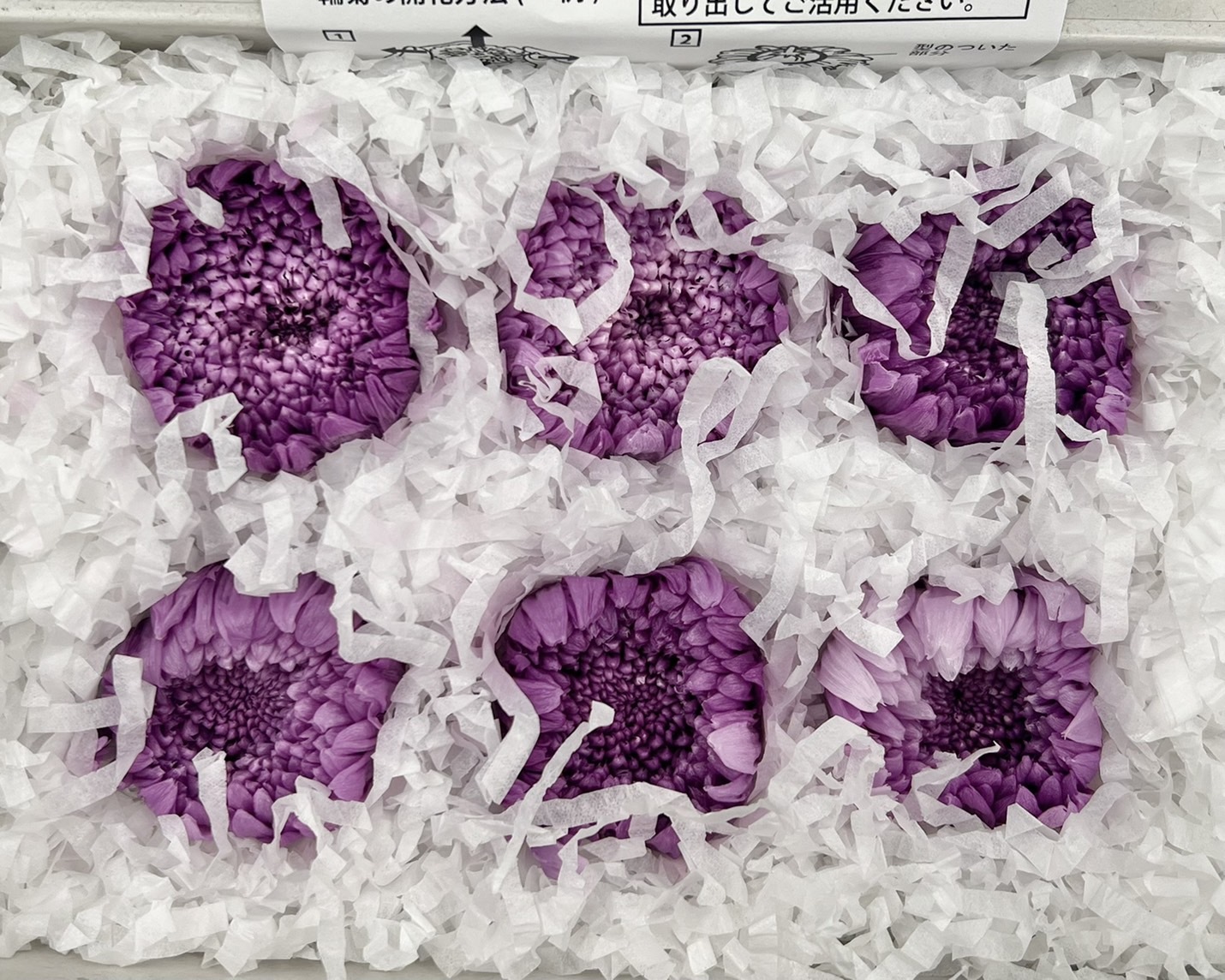 日本不凋輪菊(6朵/盒) 04170-014