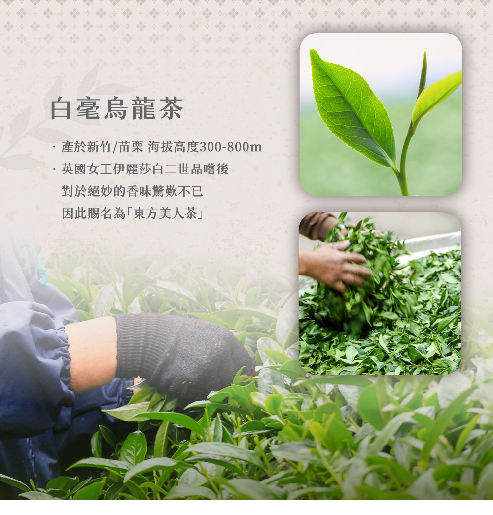 東方美人茶特色