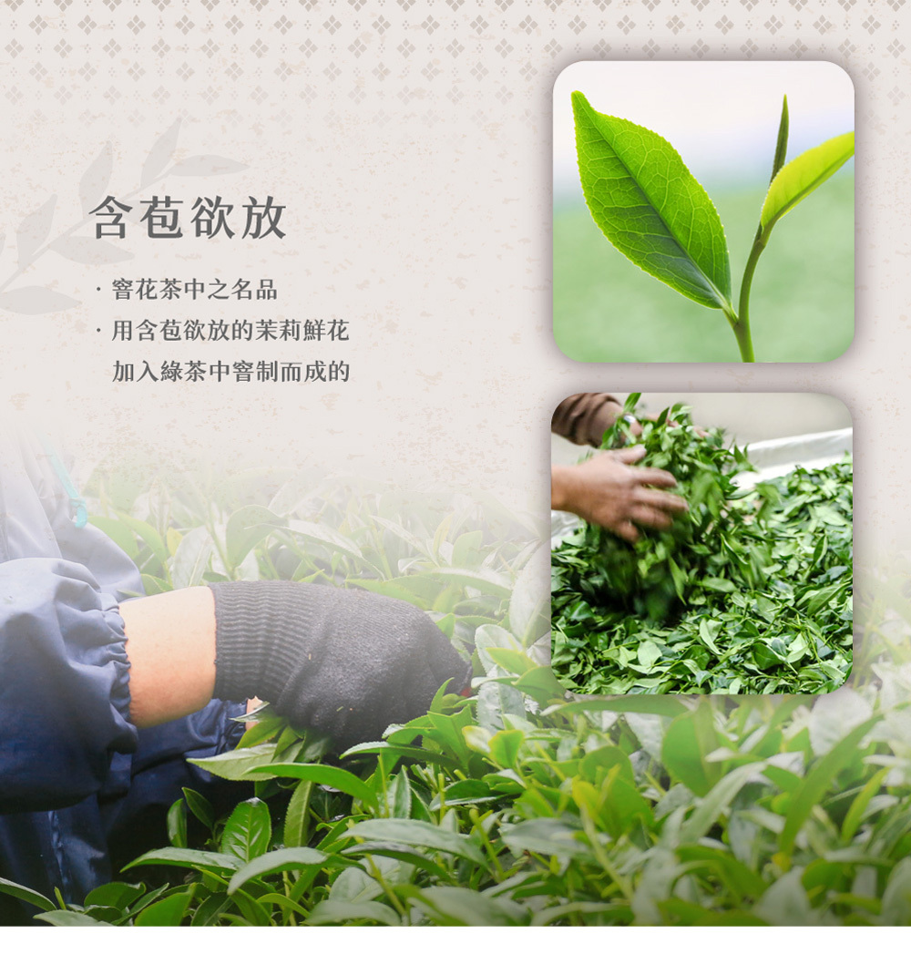 茉莉香片特性