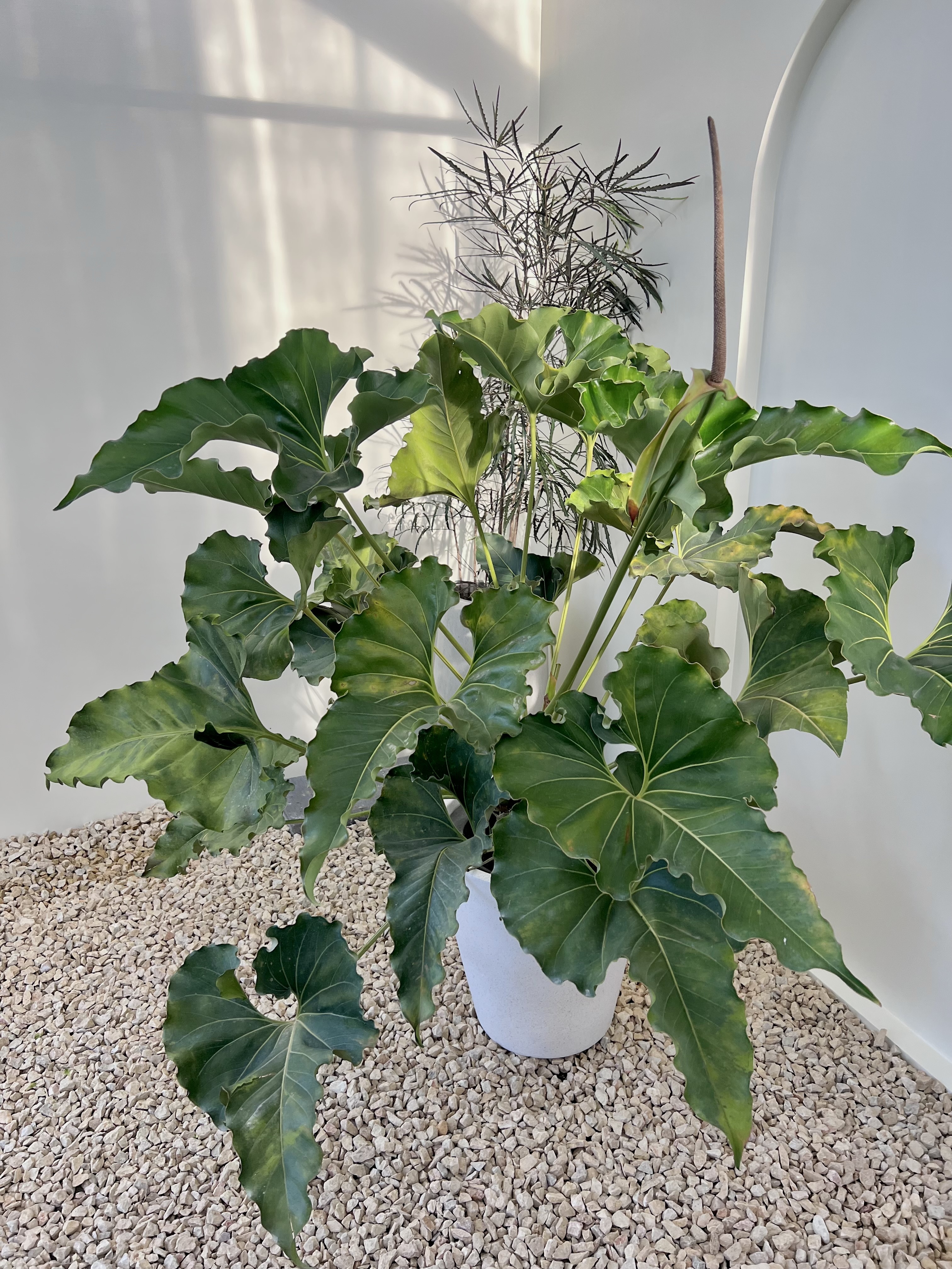 Anthurium x ferrierense 'Crisped' /