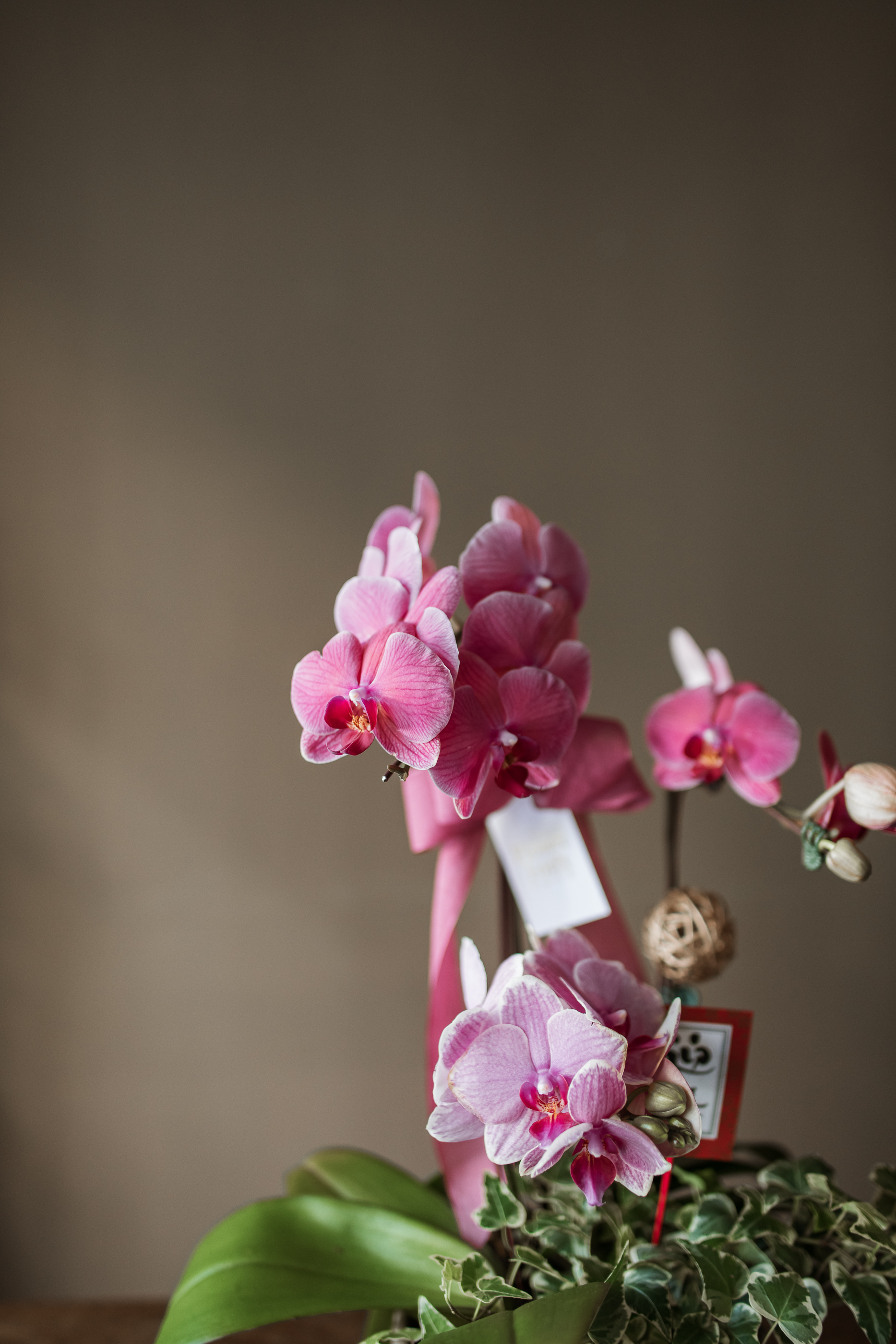 經典蘭花G款 | 桌花