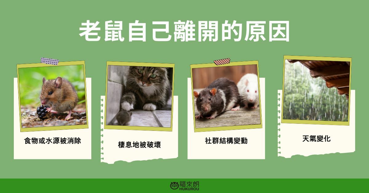老鼠會自己離開嗎？