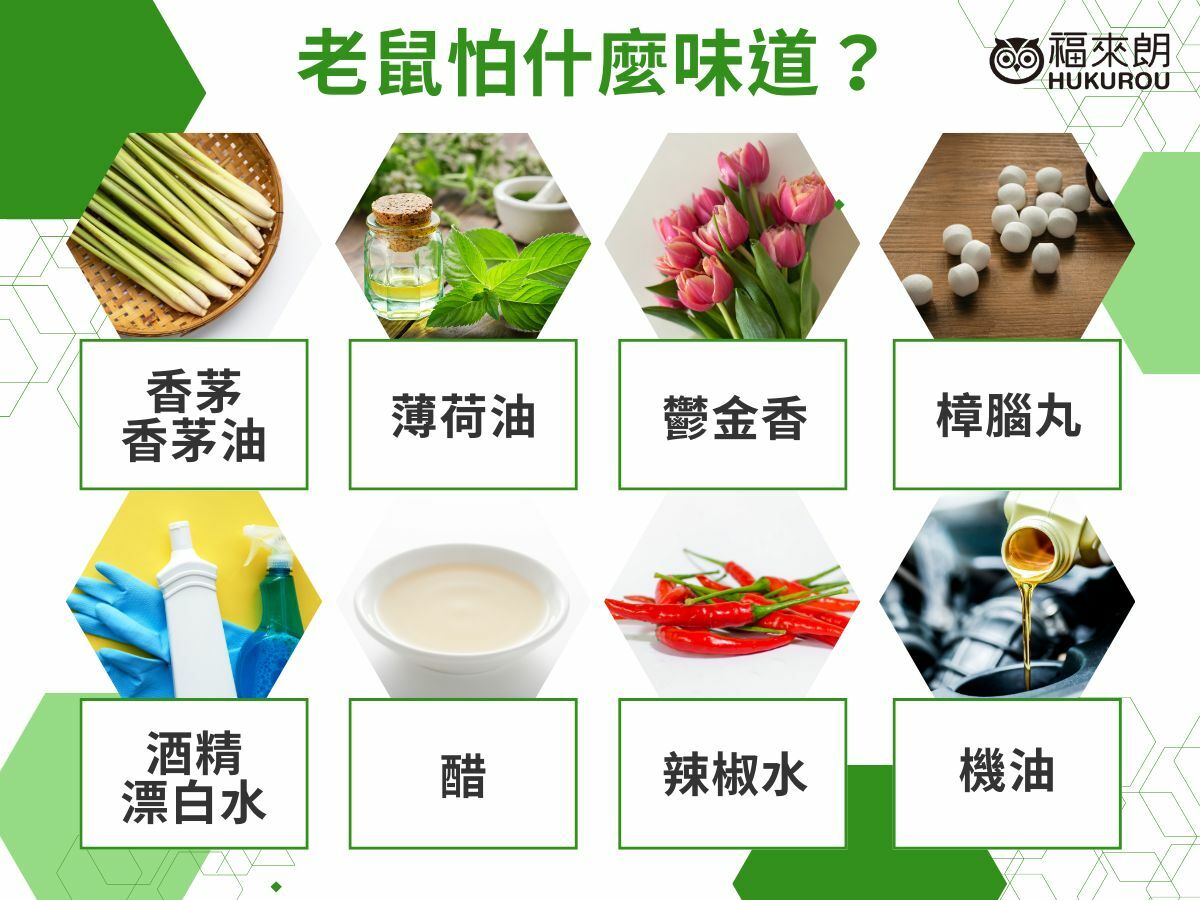 老鼠怕什麼味道？