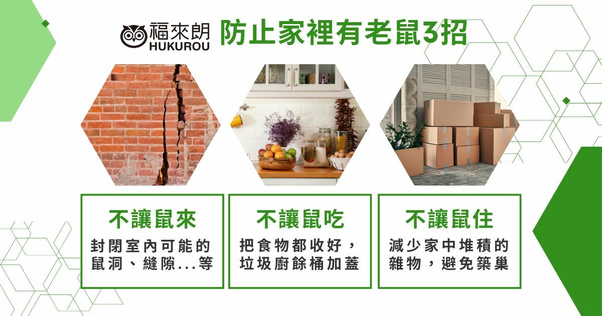 居家老鼠怎麼驅趕？這樣避免老鼠進家中