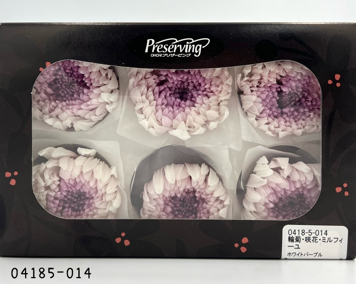 日本不凋雙色輪菊(6朵/盒) 04185-014