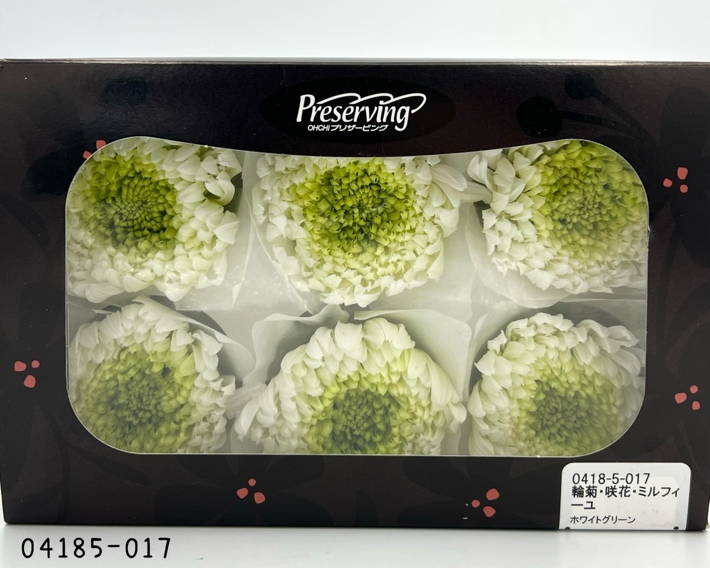 日本不凋雙色輪菊(6朵/盒) 04185-017