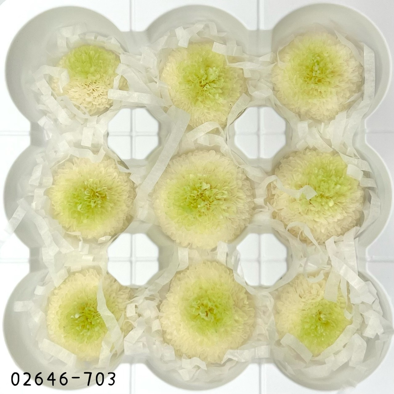 不凋乒乓菊(9朵) 02646-703