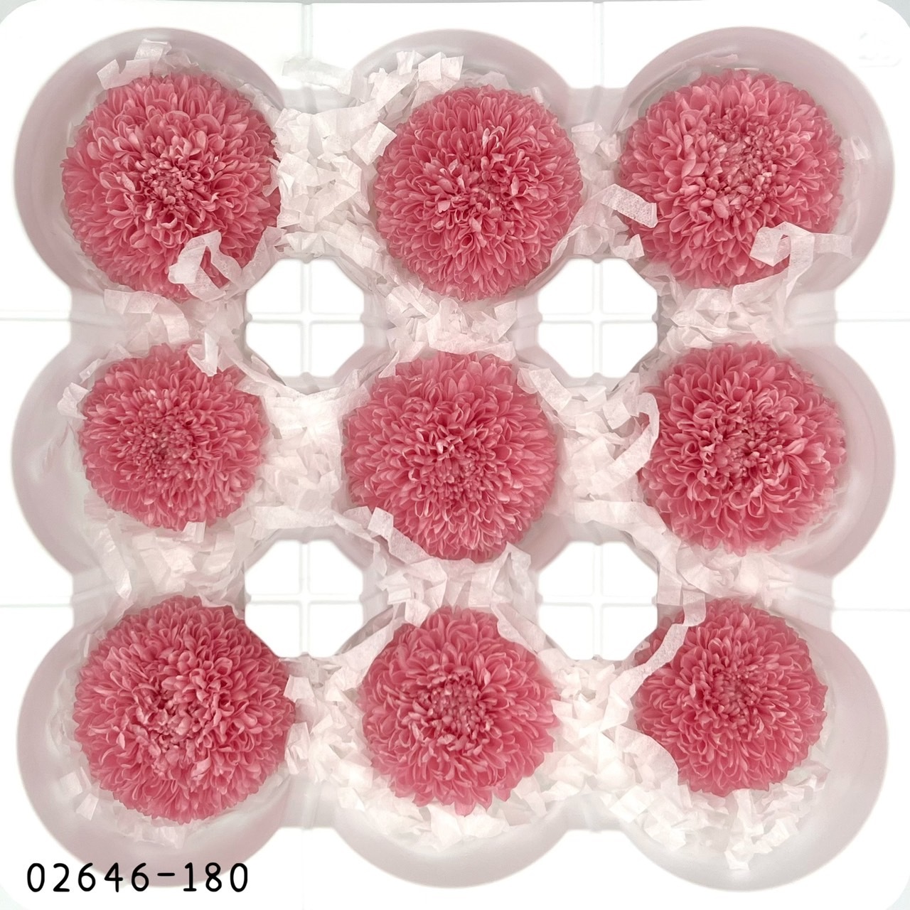 不凋乒乓菊(9朵) 02646-180
