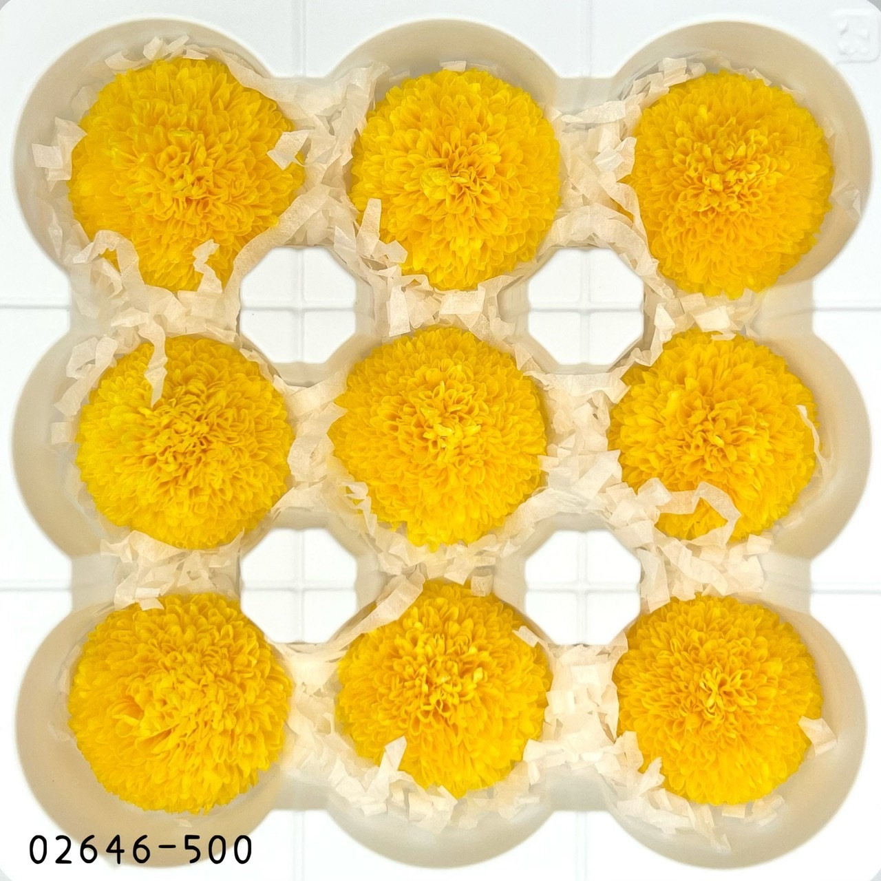 不凋乒乓菊(9朵) 02646-500