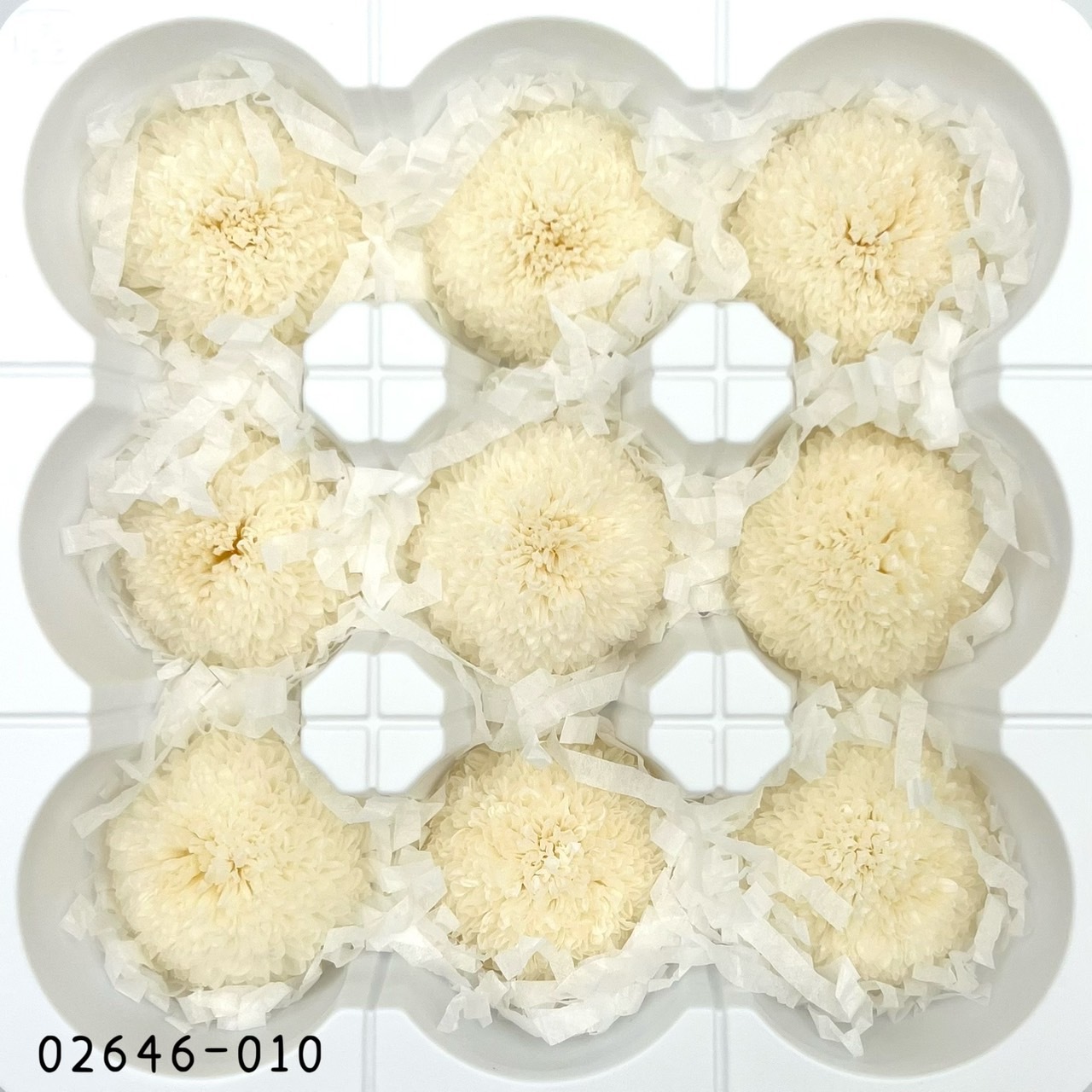 不凋乒乓菊(9朵) 02646-010