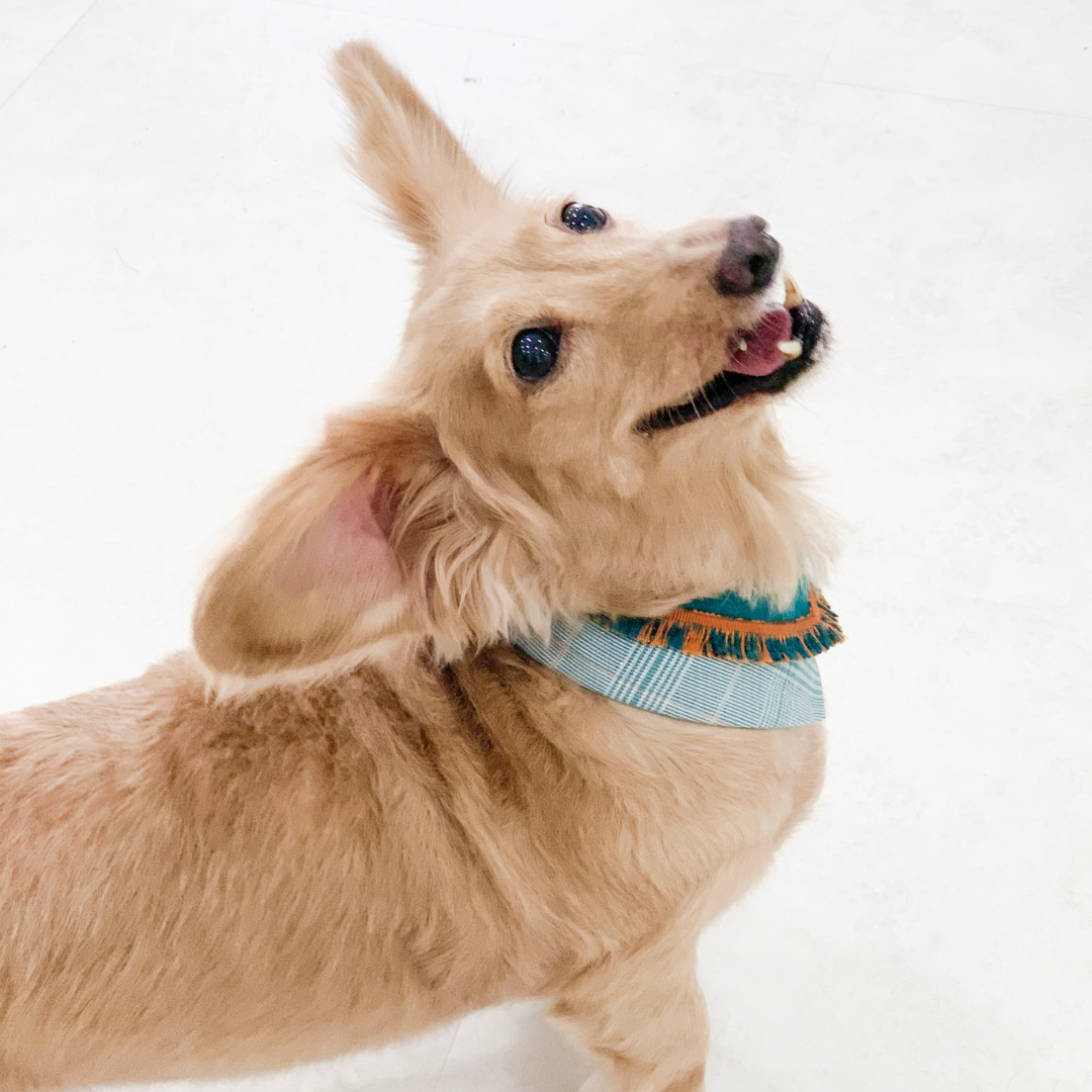 PuriPuri® 寵物領巾 - 森林小法師