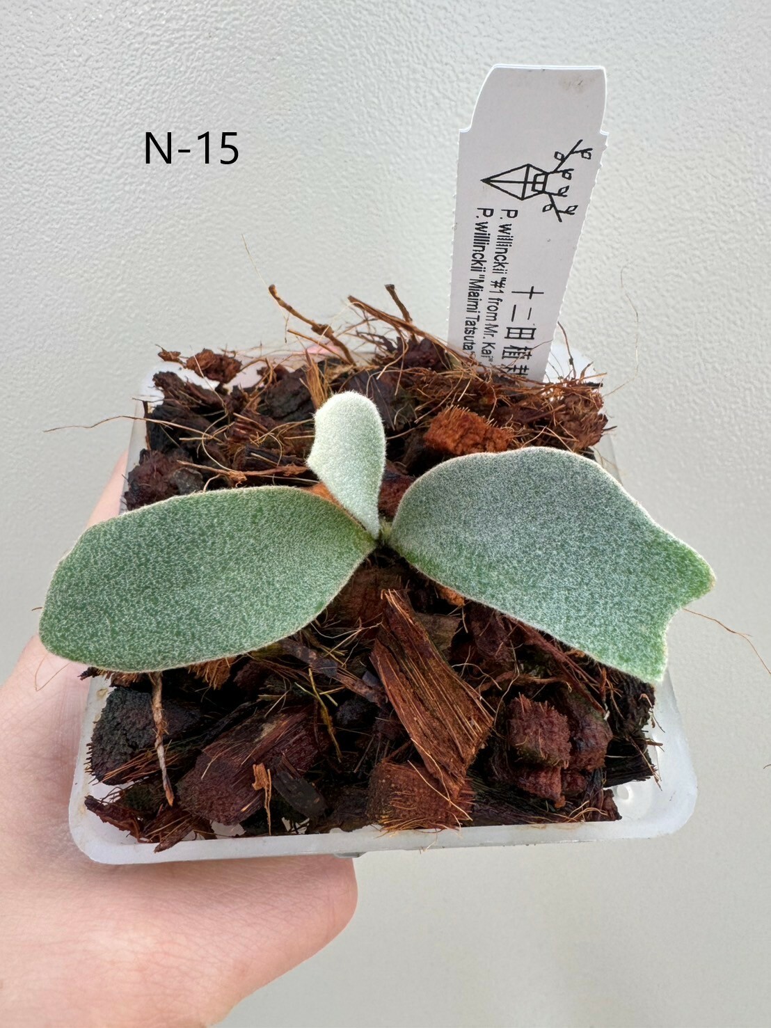【１着でも送料無料】 P. willinckii Tatsu 'Miami willinckii P. Kai', Mr. '#01 ビカクシダ