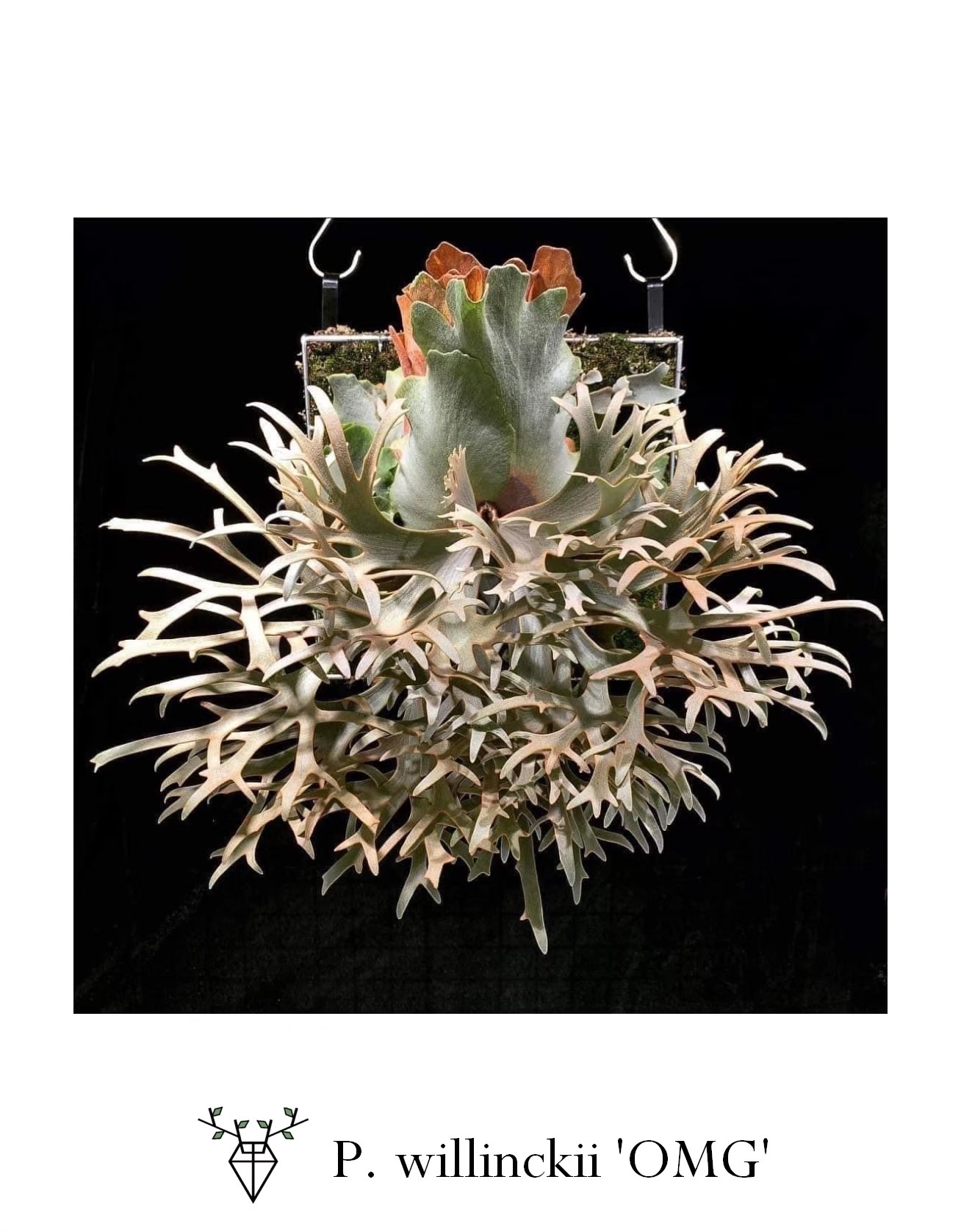 ◆◆◆ P.Willinckii ‘OMG’ spore（s-6） P. willinckii 'OMG', P. willinckii 'Tsukiyo'12 sporelin
