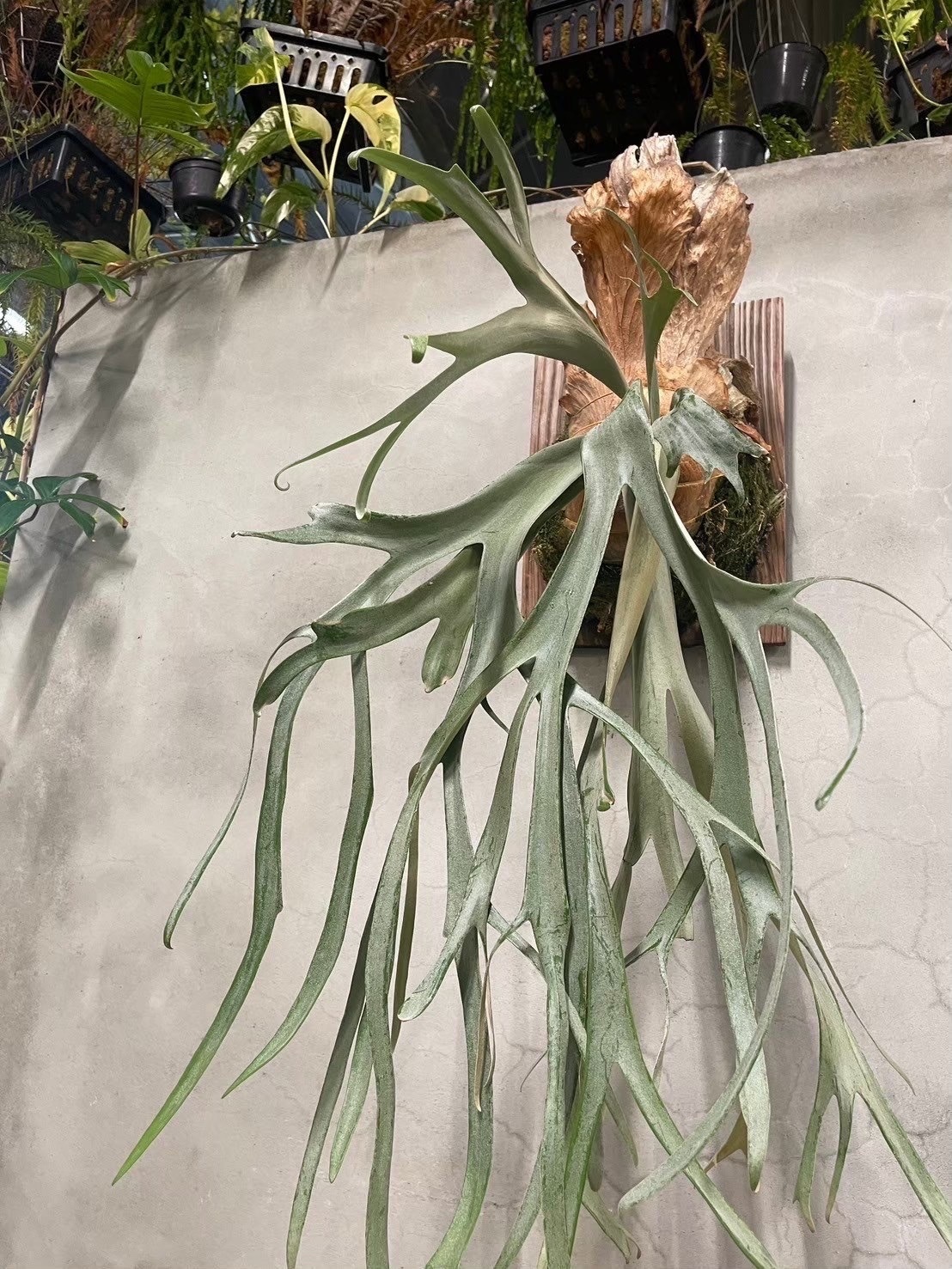 P. willinckii cv. Aplus sporelings select | naturefix
