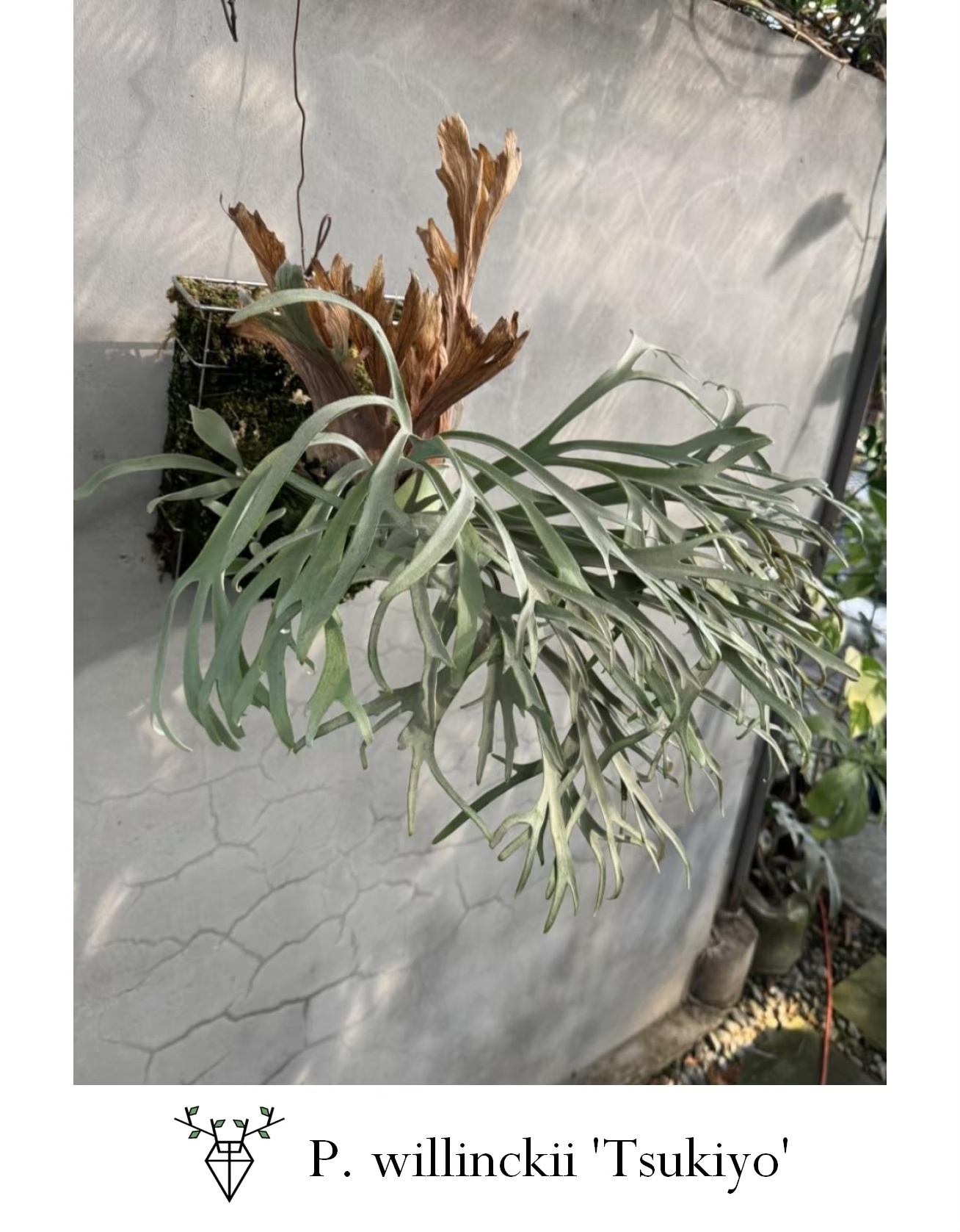 P. willinckii 'Tsukiyo',P. willinckii 'Miami Tatsuta' s