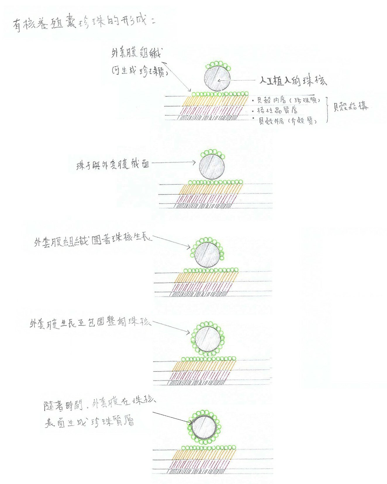 Schematic diagram illustrating the formation of cultured pearls.