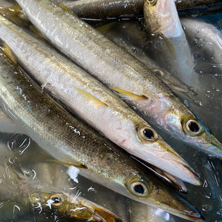 梭子魚カマス