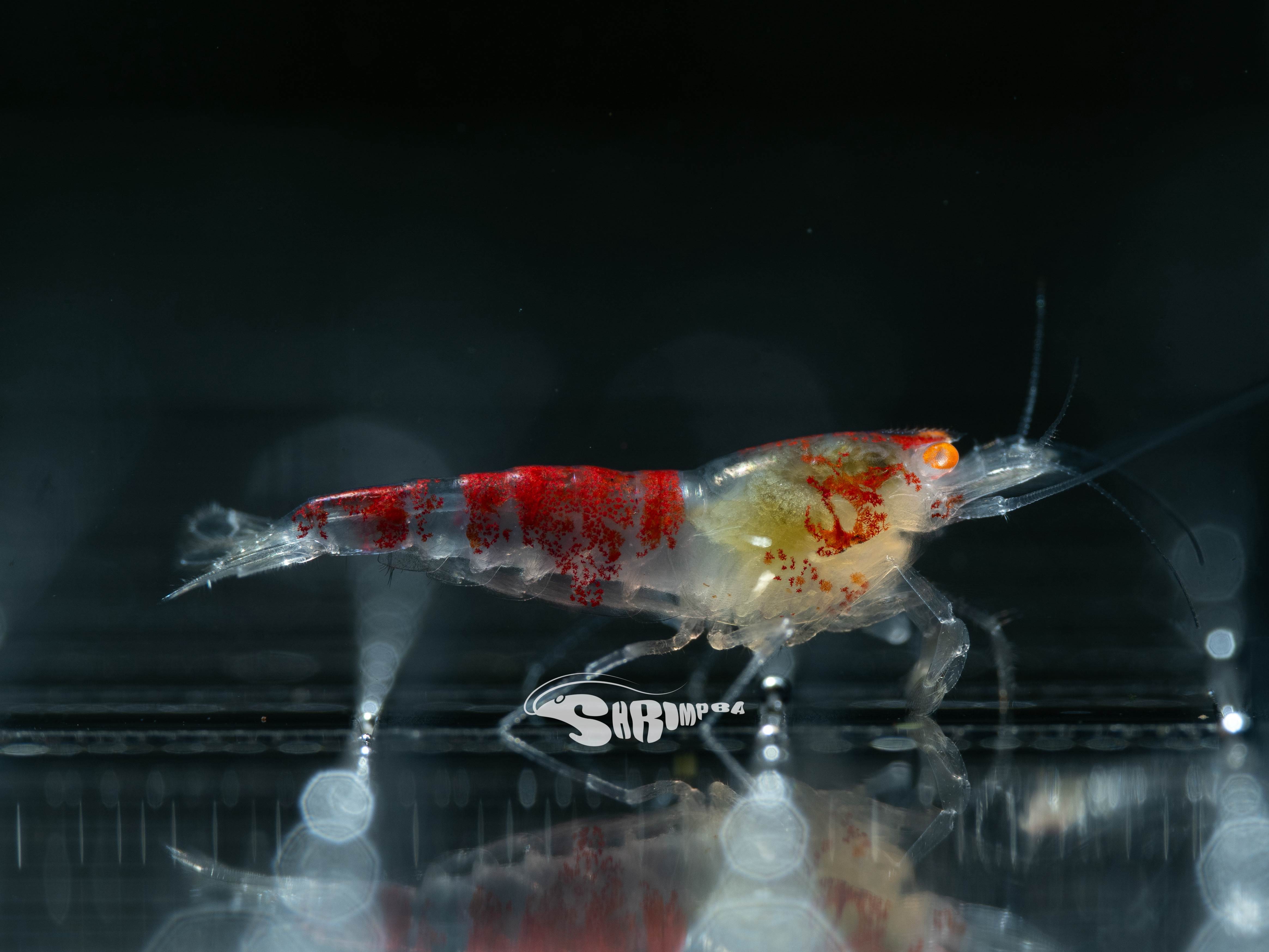 德系金眼黃金龍 仔蝦 1隻