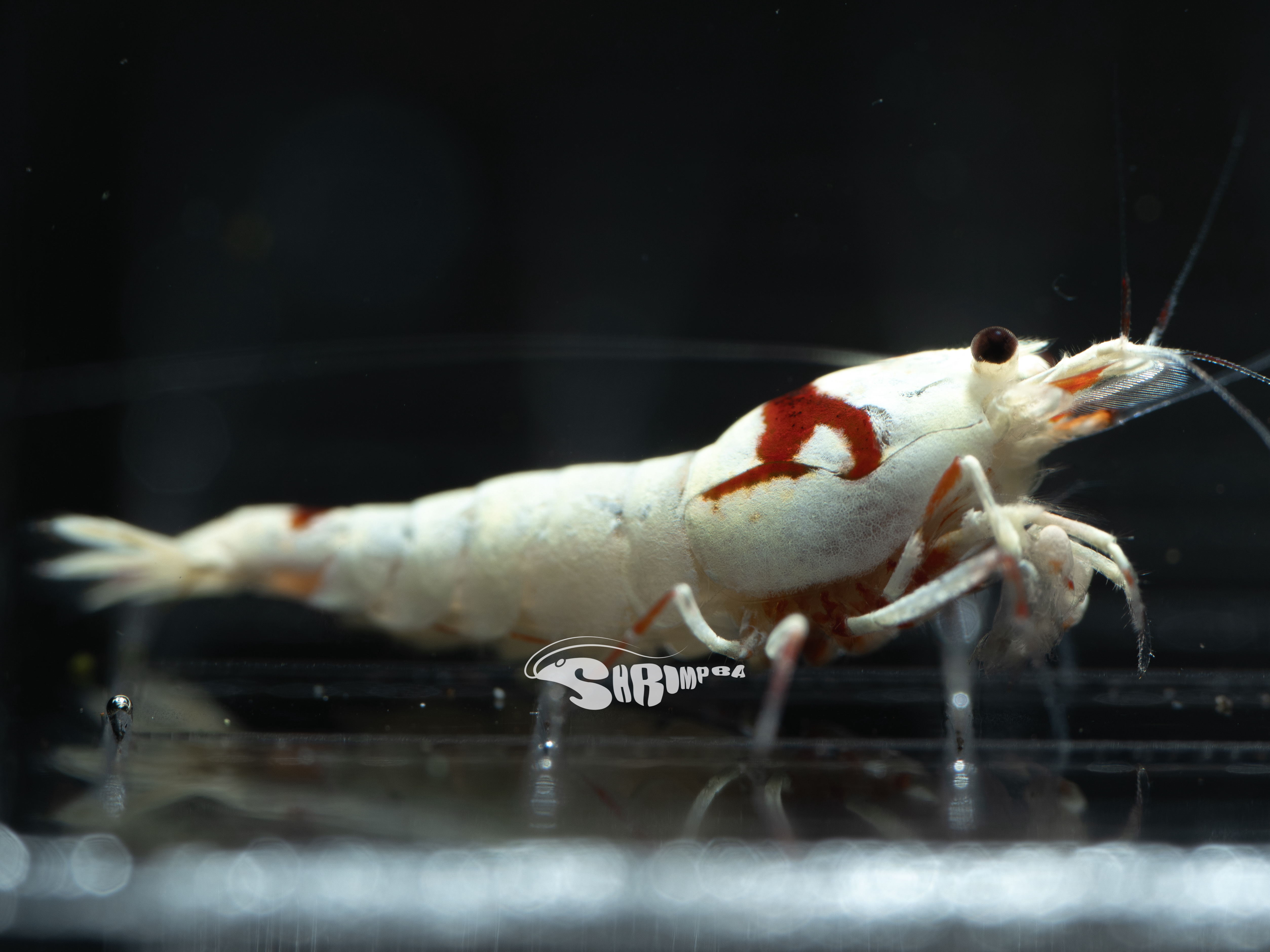 SSS 純係/紅白花頭 仔蝦  1隻