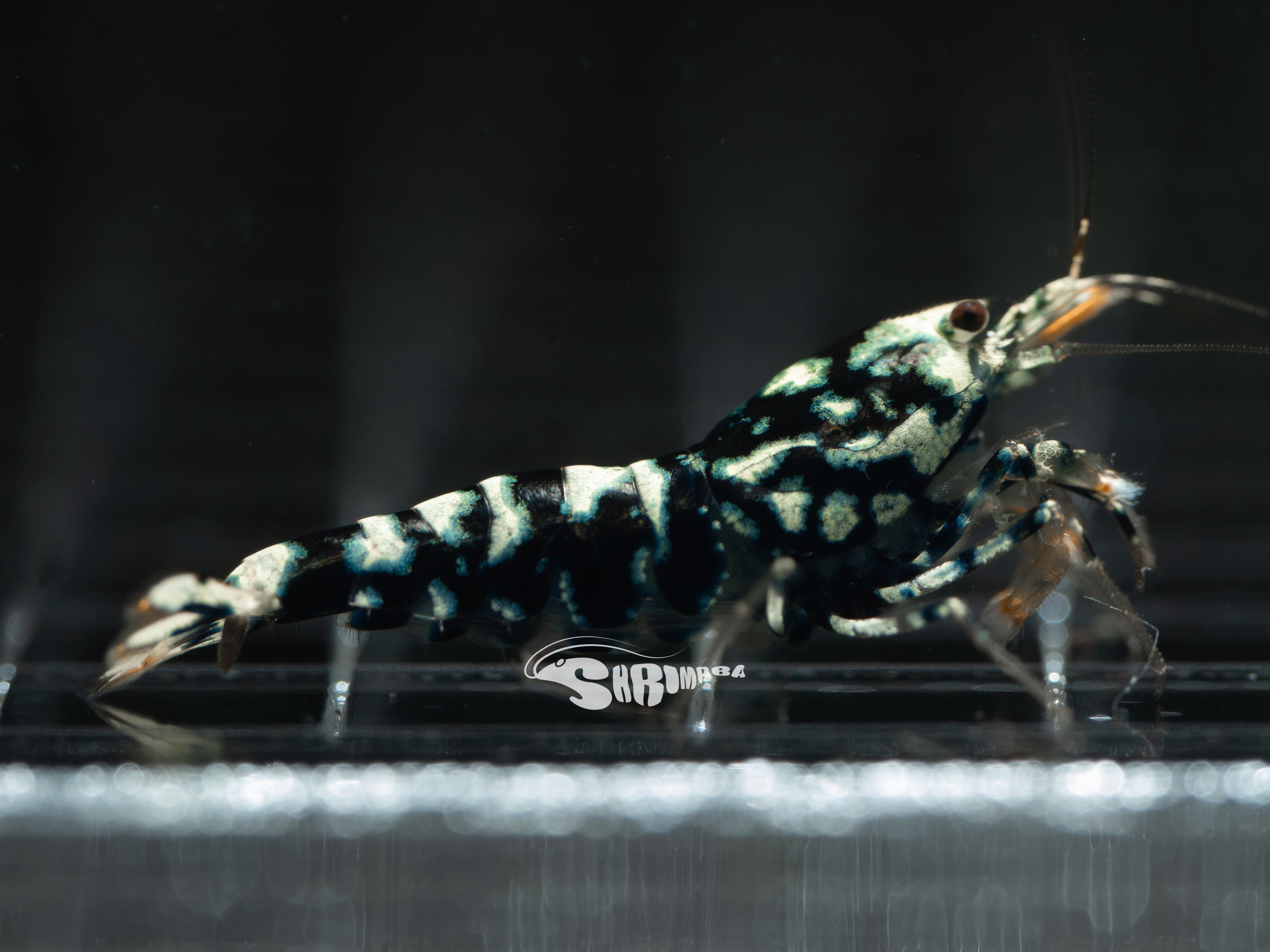 AS 黑銀河斑馬 仔蝦 5隻