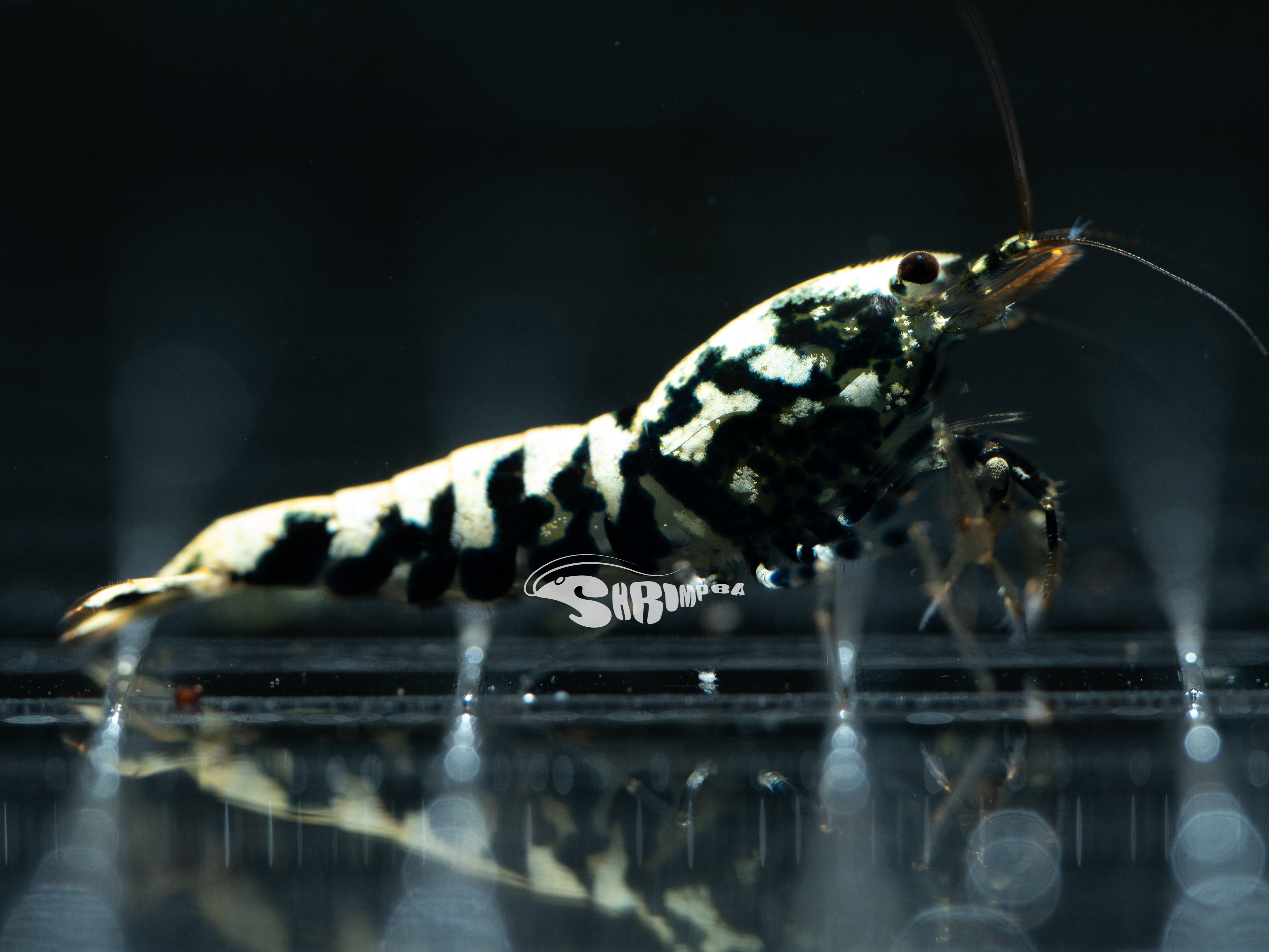 AS 黑銀河魚骨 仔蝦 5隻