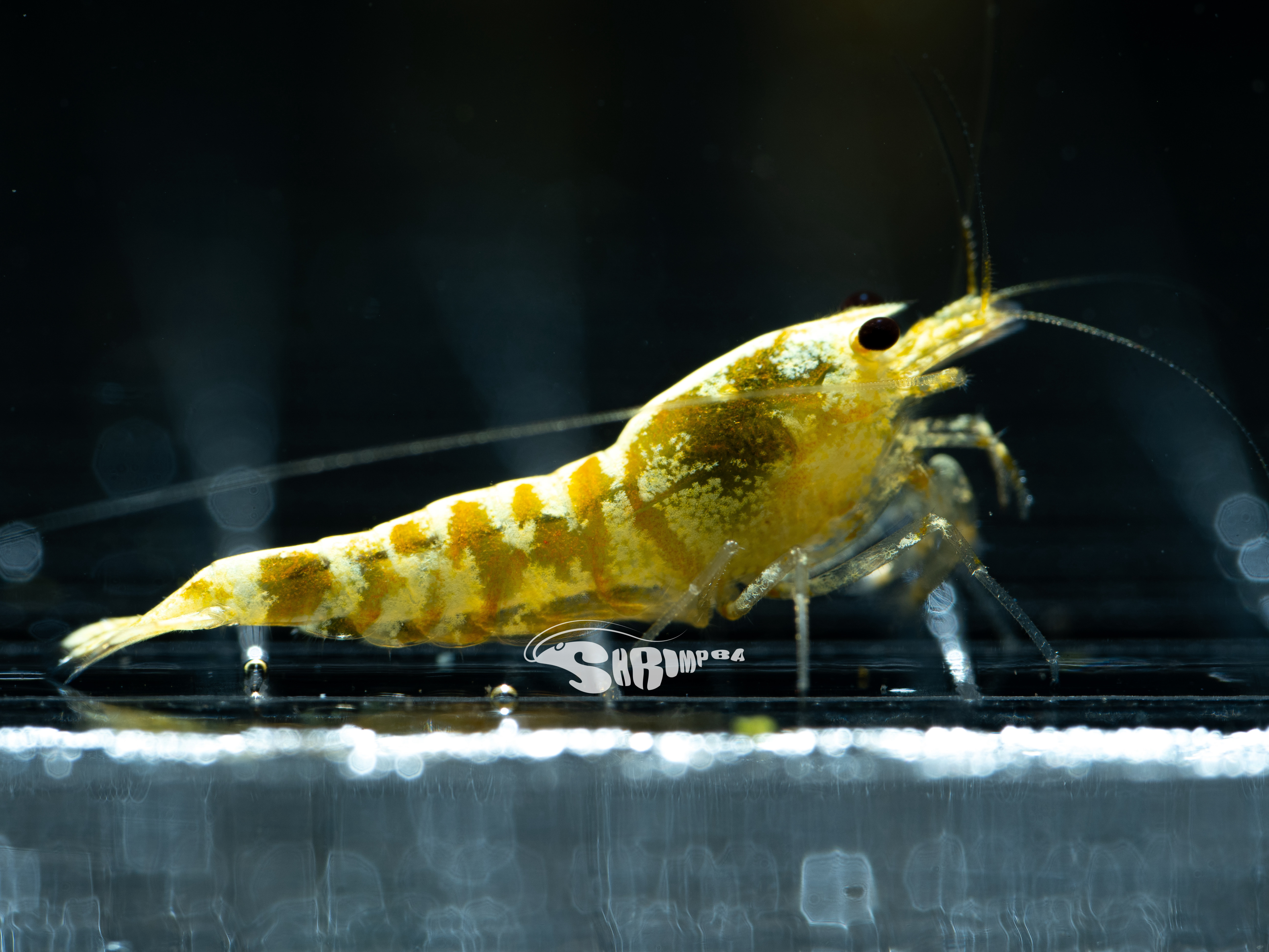 金沙虎 仔蝦 1隻