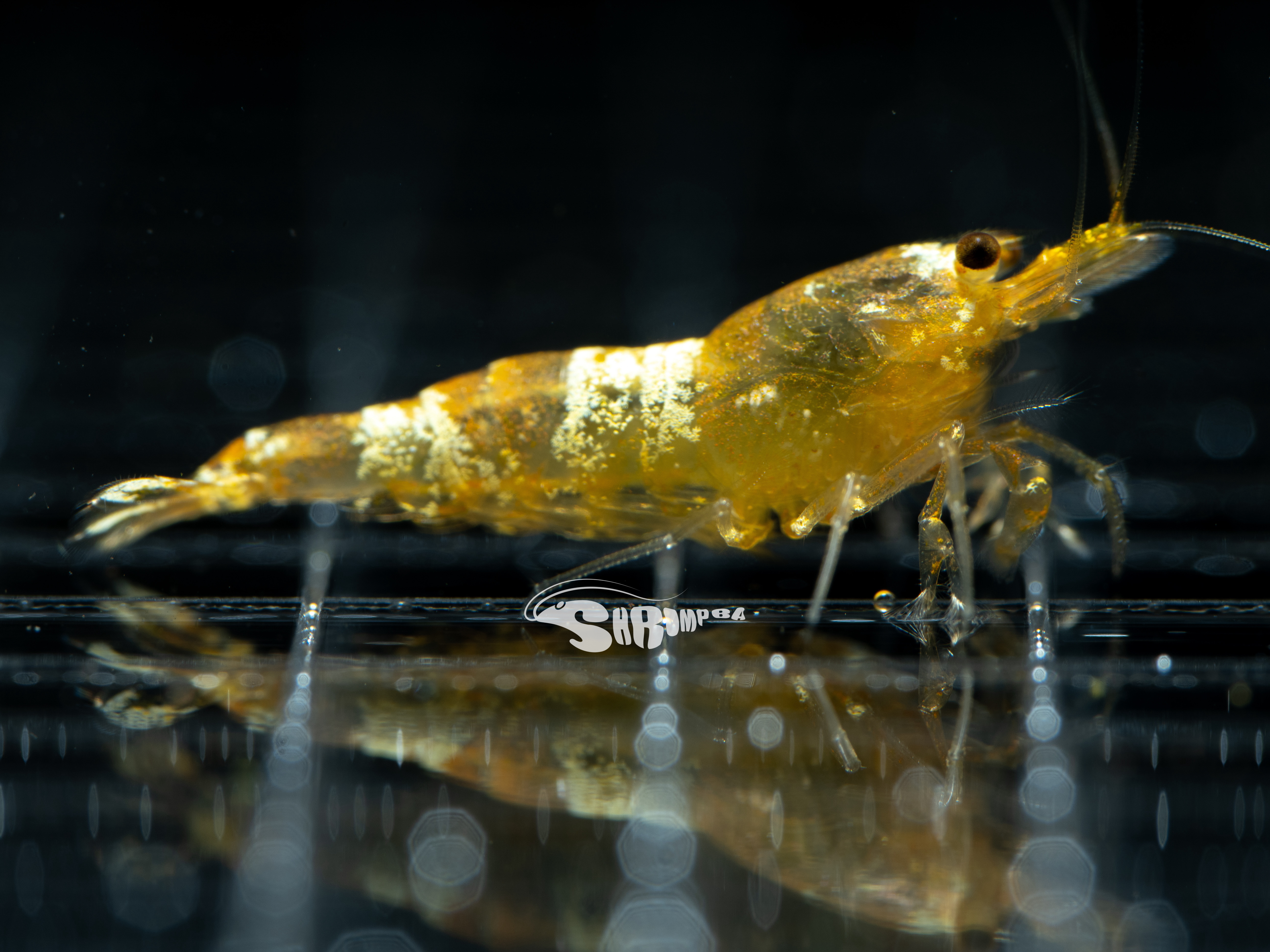 AS黃金丸禁 仔蝦 1隻