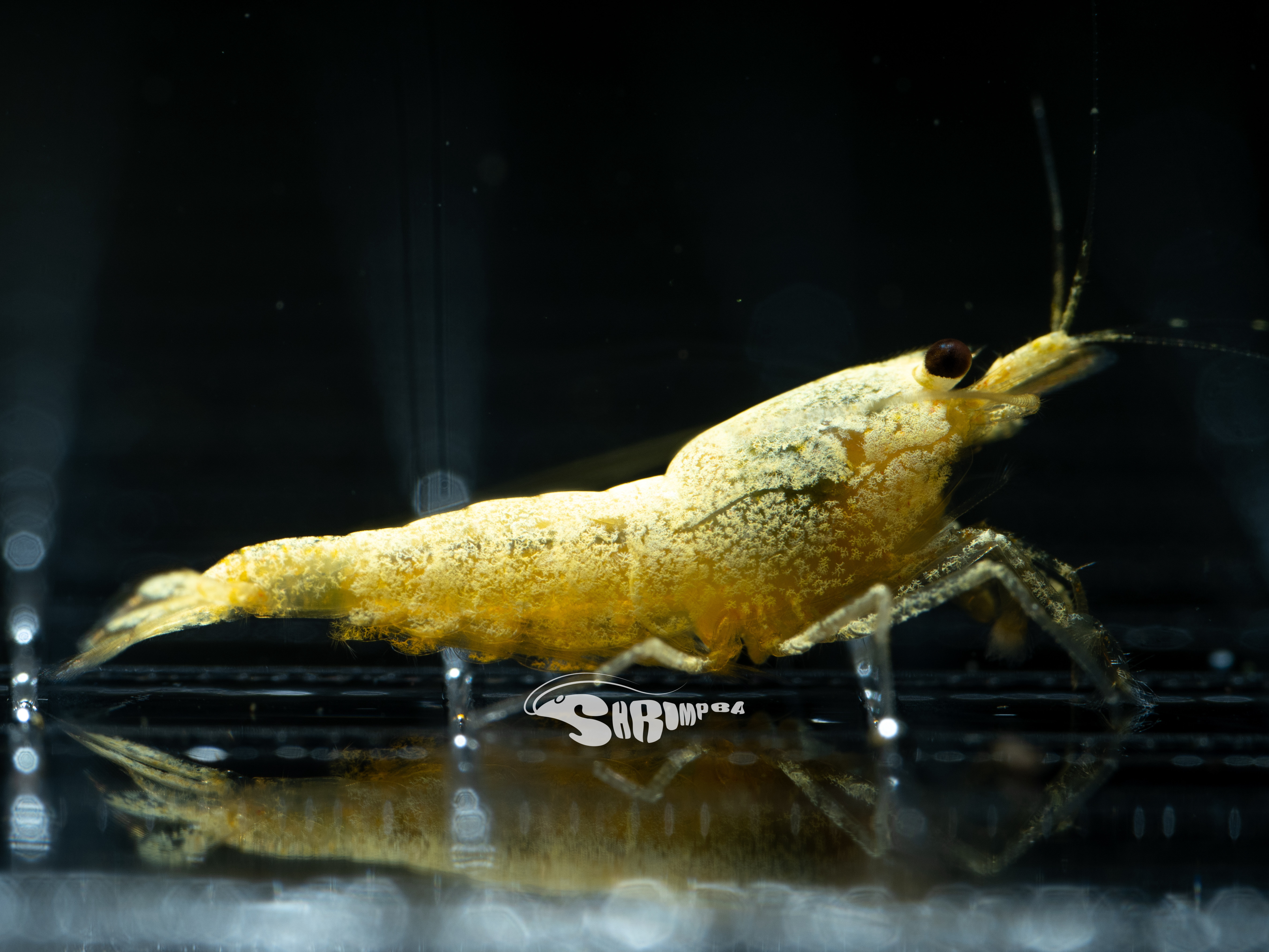 AS 24K黃金甲 仔蝦 1隻