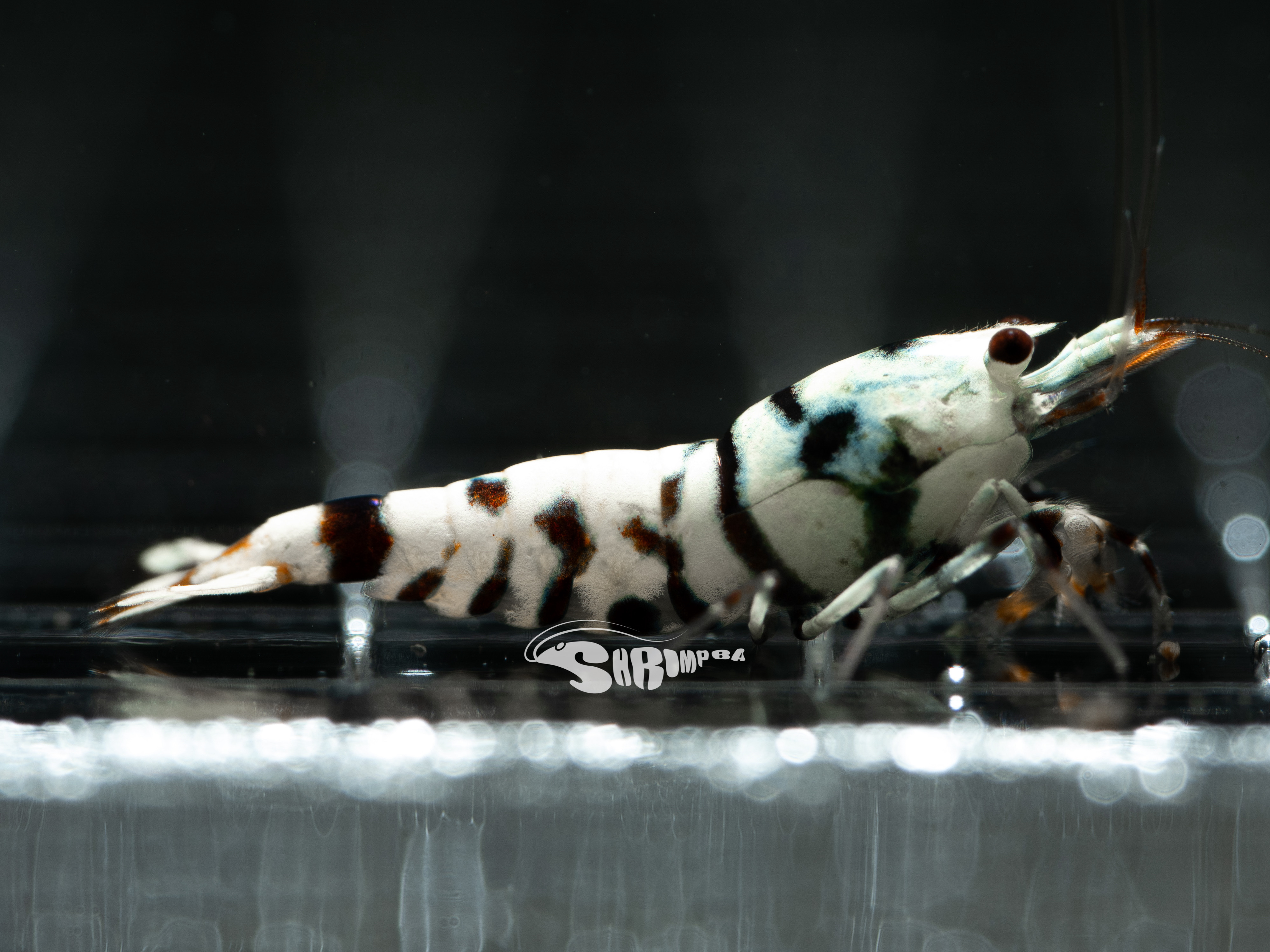 AS 黑花虎 仔蝦 5隻