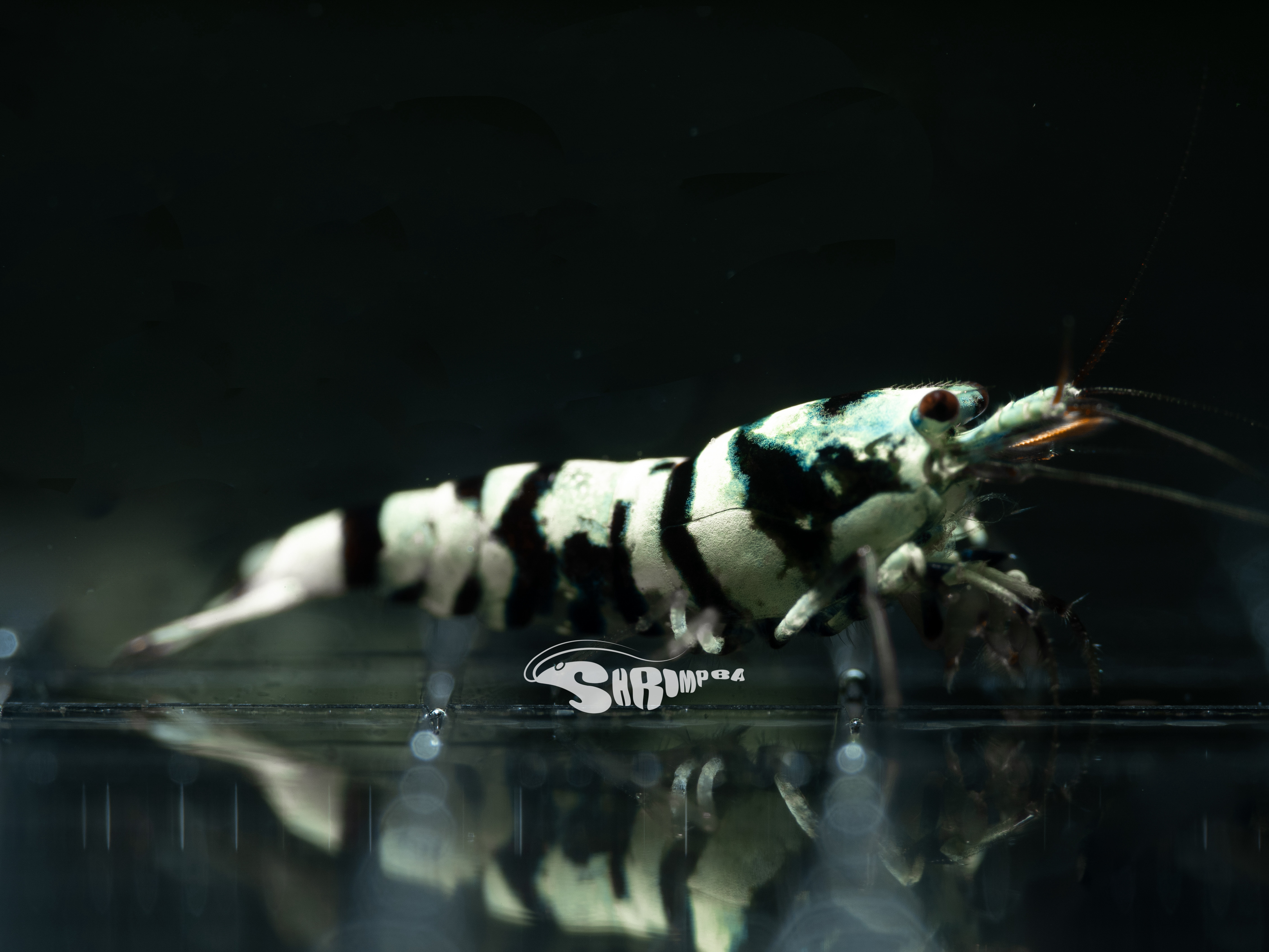 AS 黑花虎 仔蝦 5隻