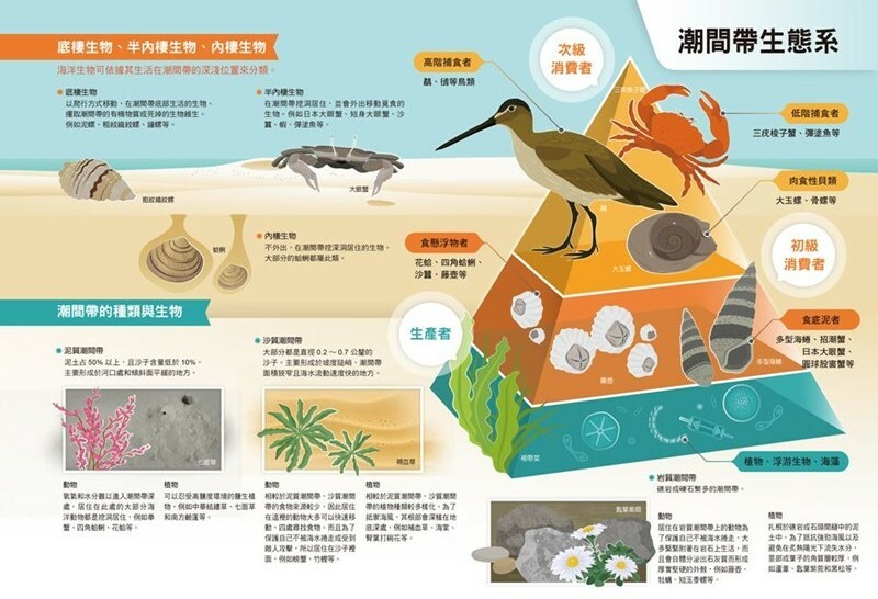 漫畫大英百科【生物地科5】：潮間帶
