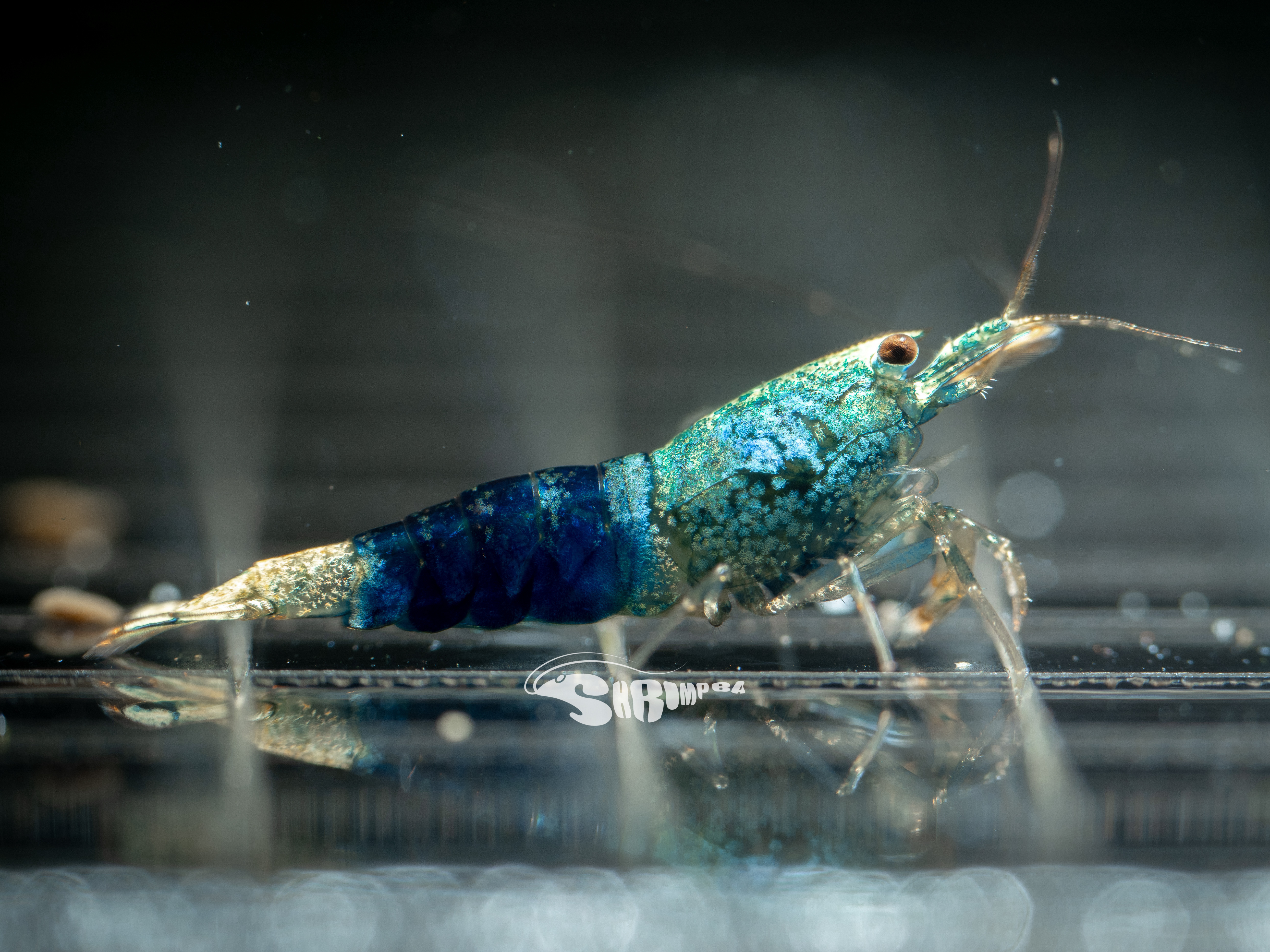 藍寶石水晶蝦 仔蝦 1隻