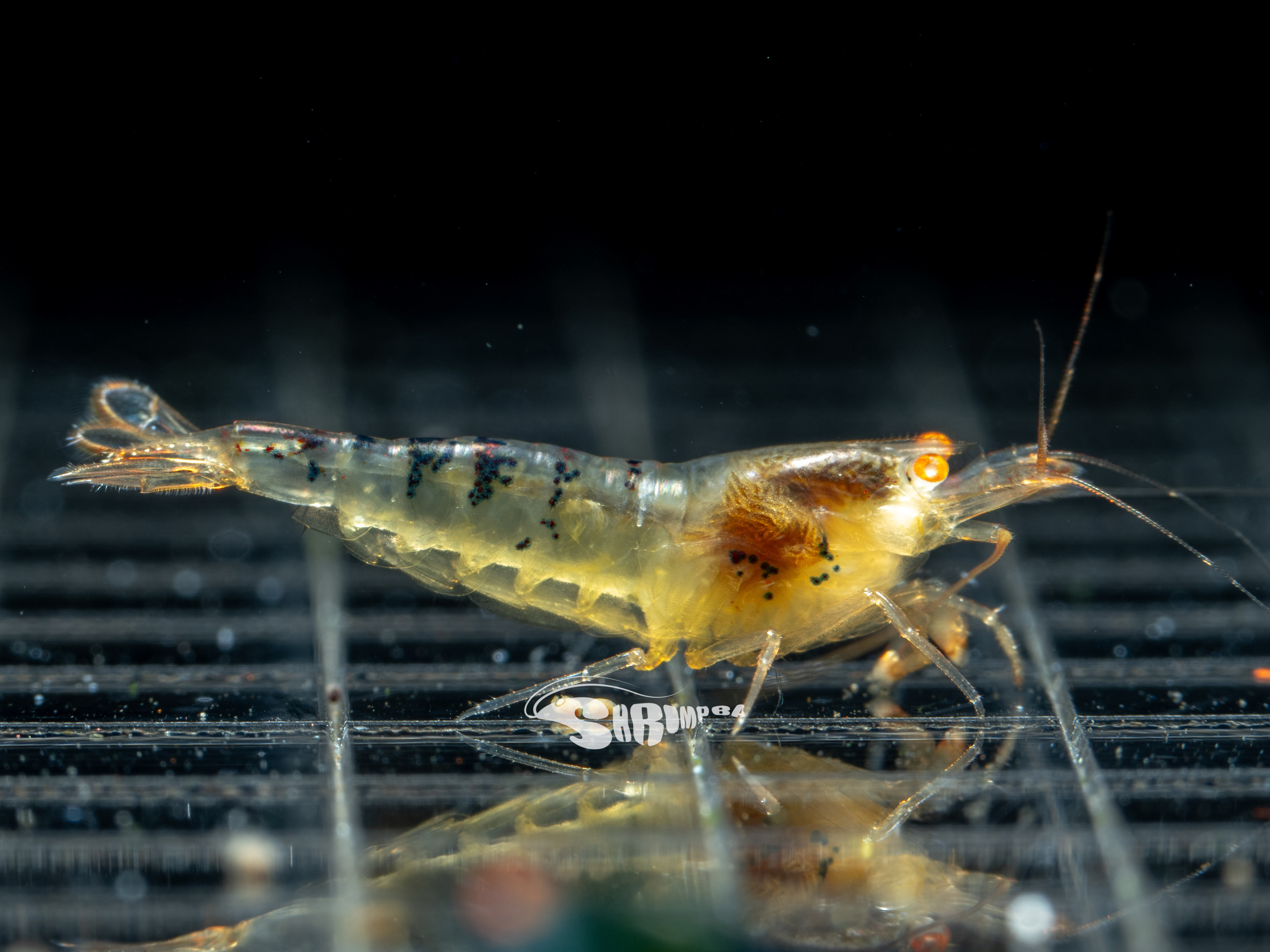 德系金眼黑龍 仔蝦 1隻