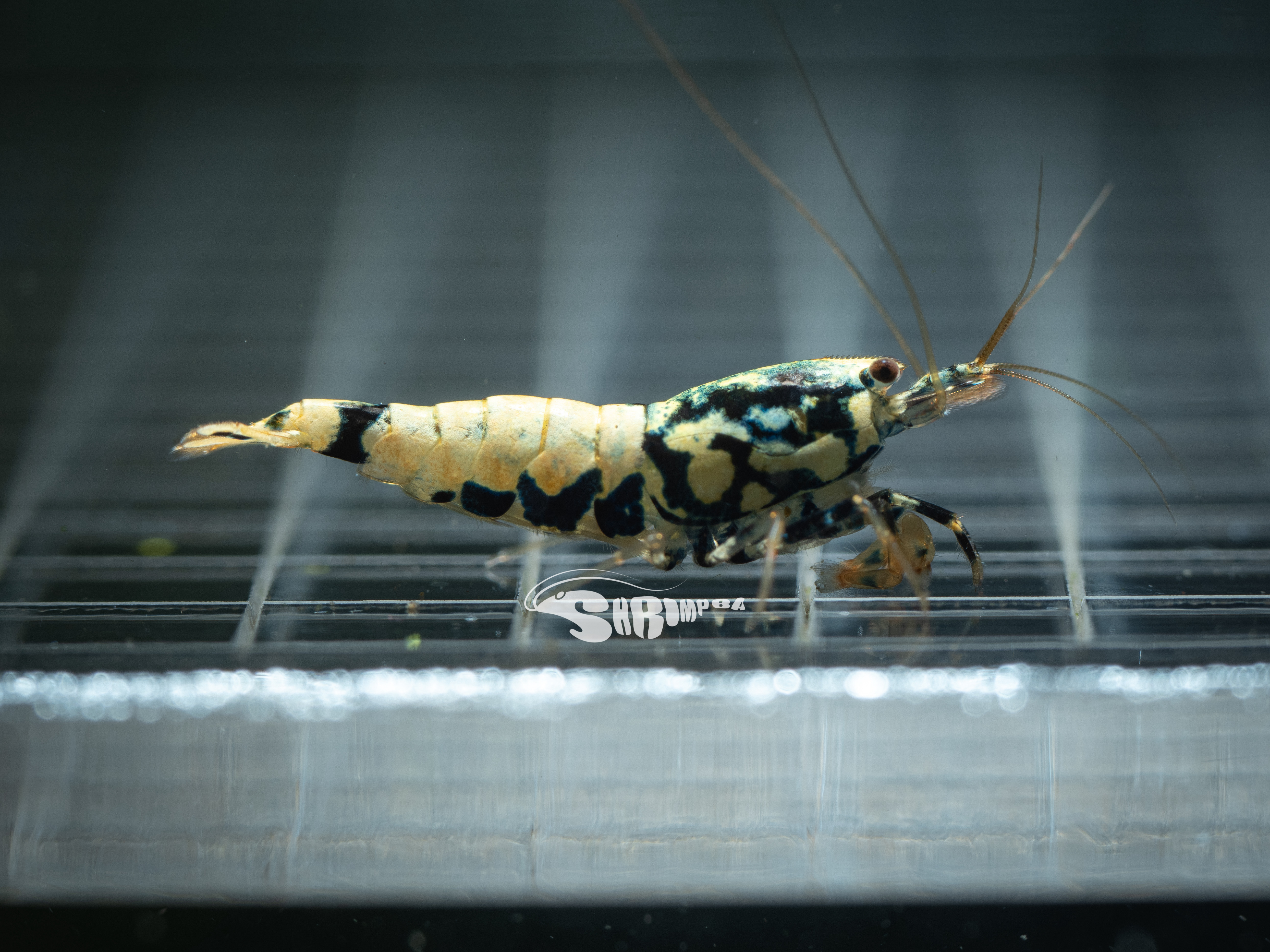 AS銀河蟒蝦 仔蝦 1隻