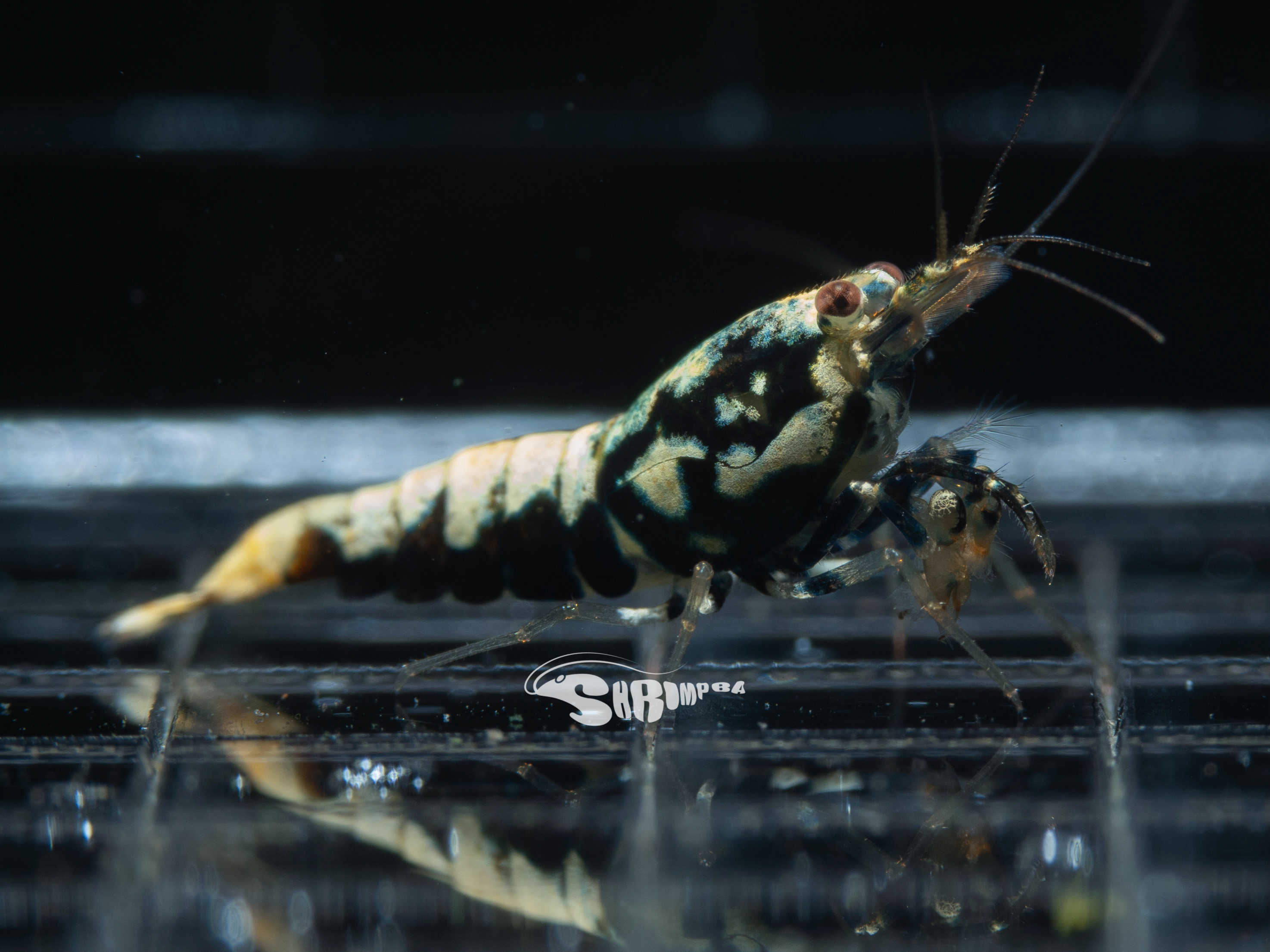 AS銀河蟒蝦 仔蝦 1隻