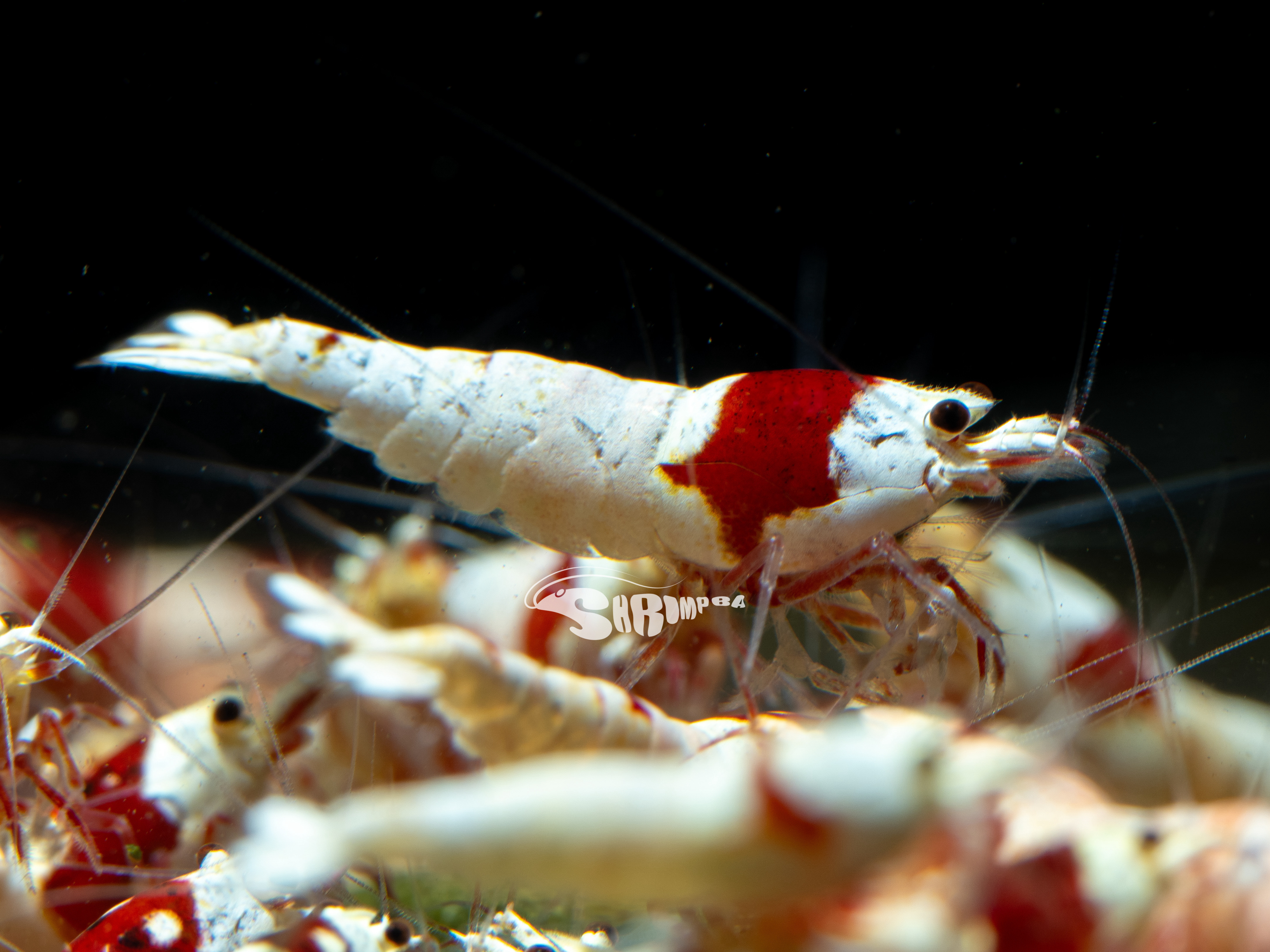 純係紅白 白軀表現 仔蝦/公蝦 1隻