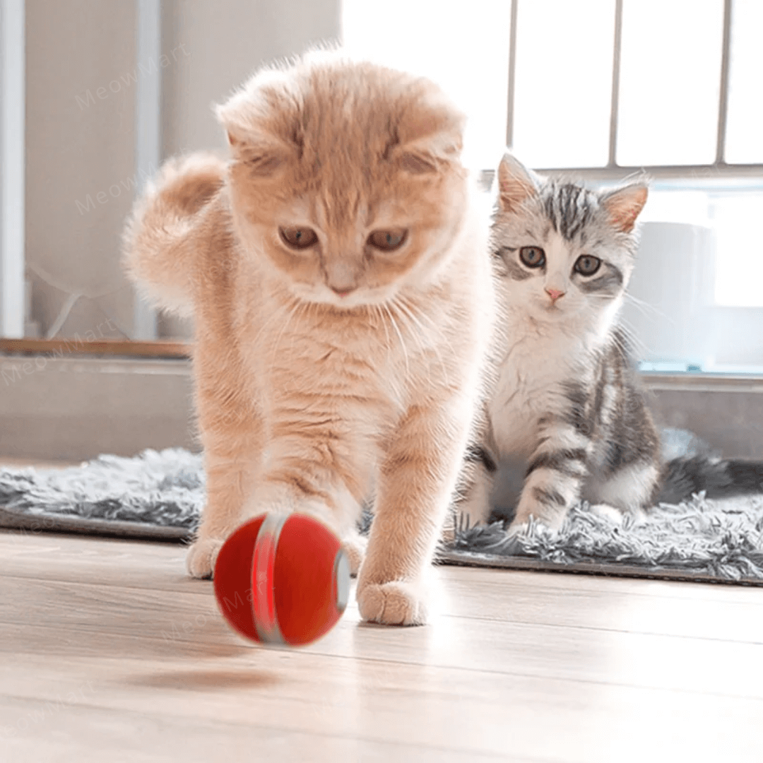 Cheerble M1貓用互動式電動球