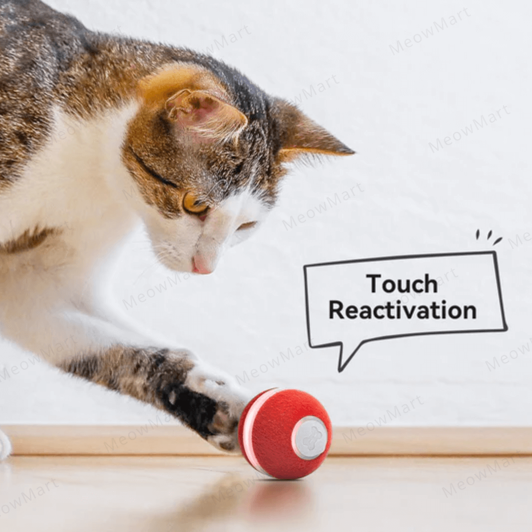 Cheerble M1貓用互動式電動球