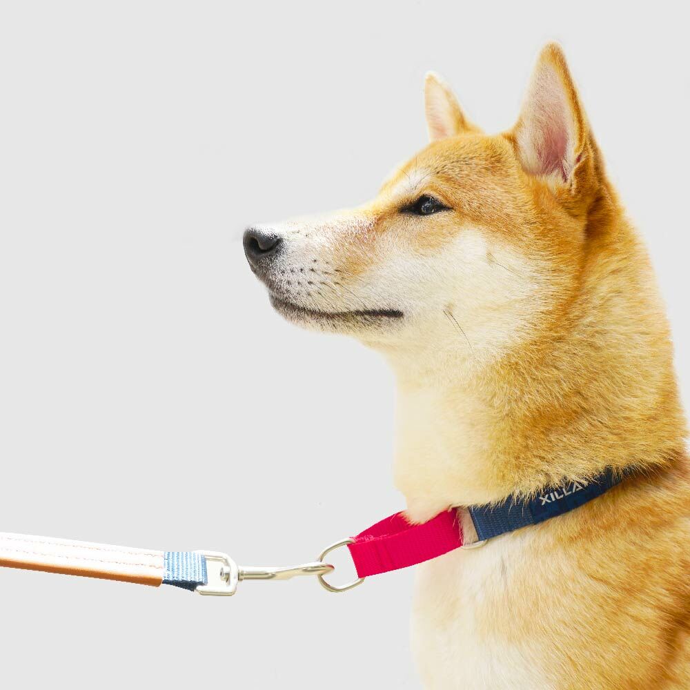 寵物用品｜犬用防爆衝時尚項圈