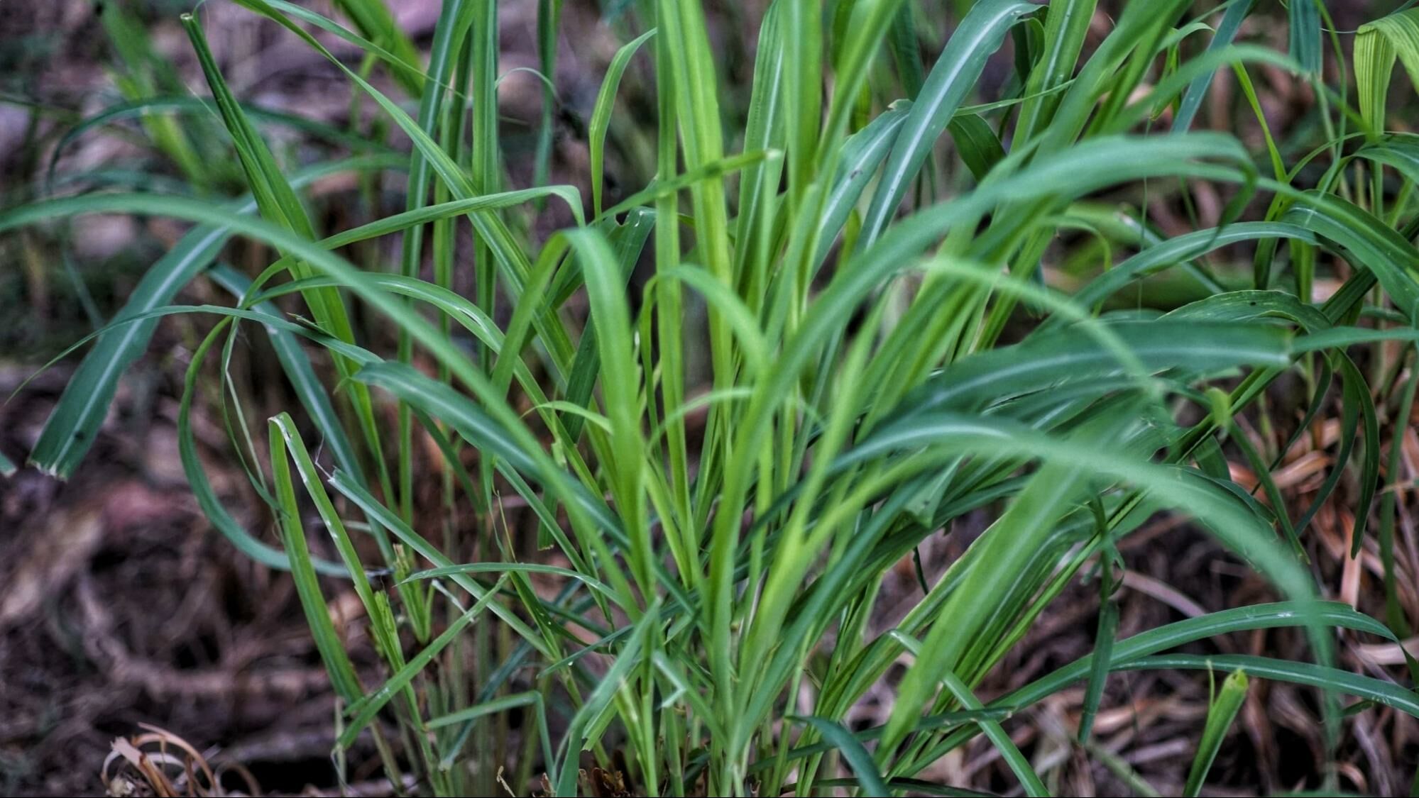 檸檬香茅精油