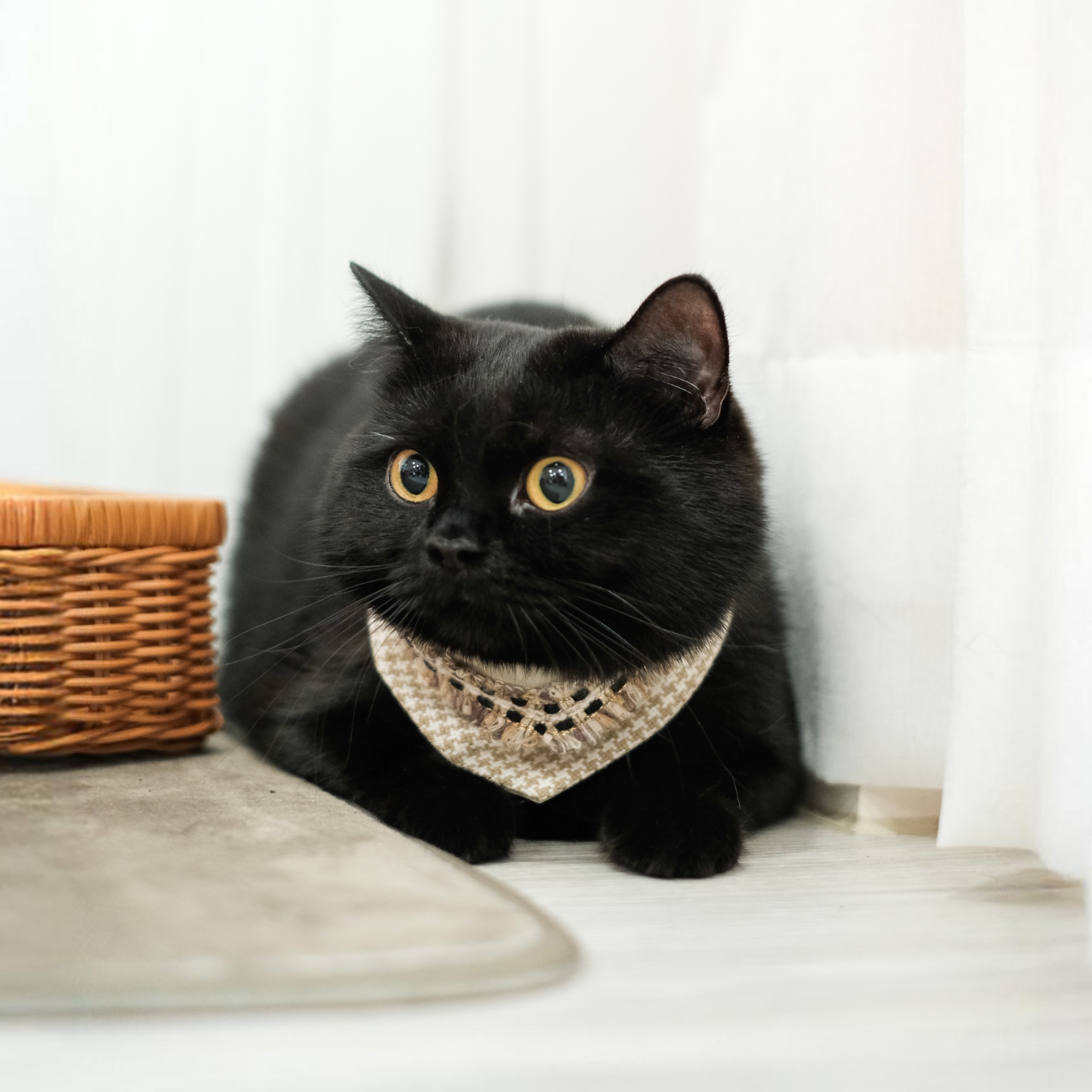 PuriPuri® 寵物領巾 - 金莎可可脆片