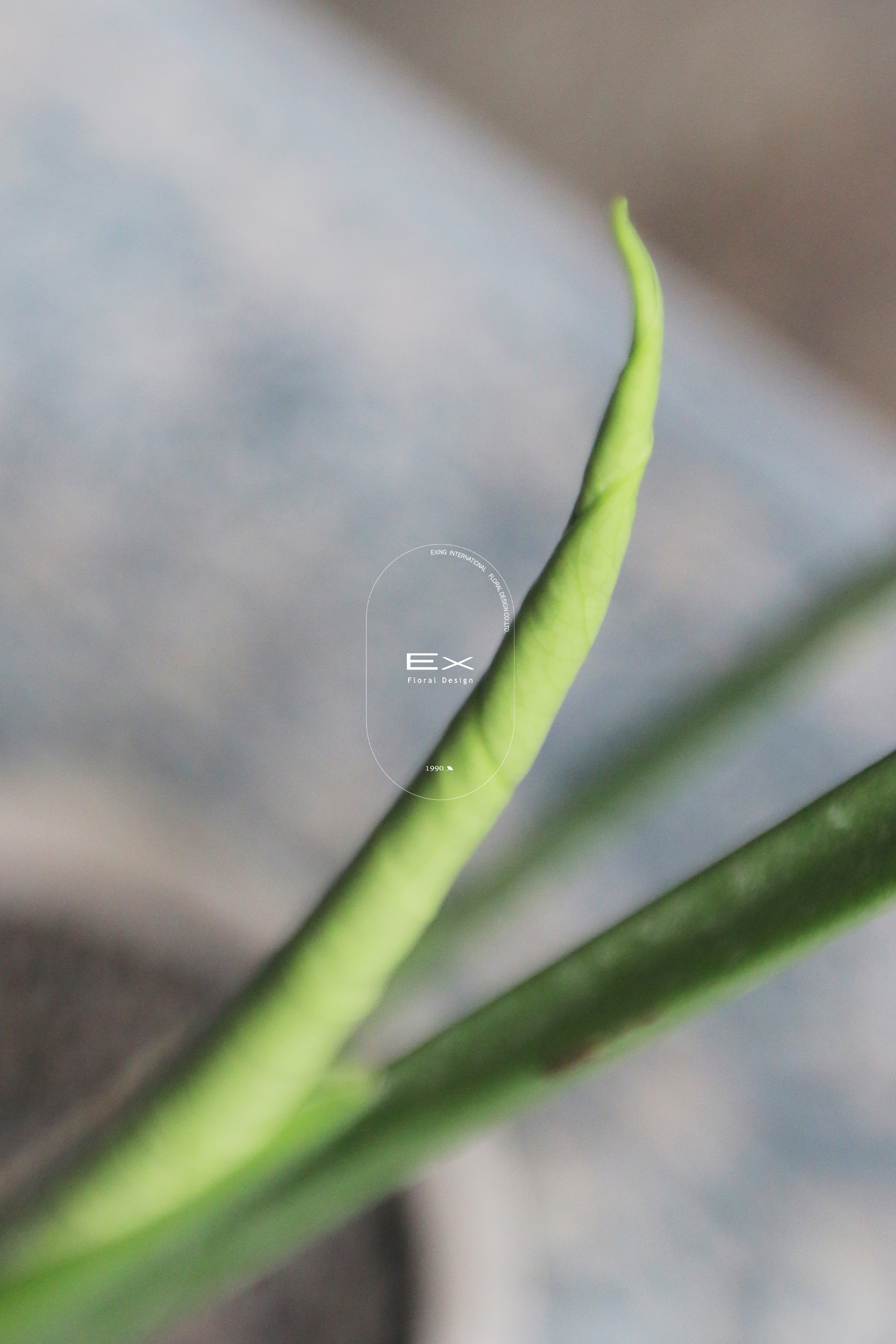 龜背芋 Monstera deliciosa｜觀葉植物 居家綠植