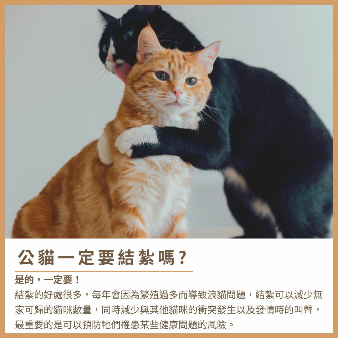 公貓結紮的必要性與重點